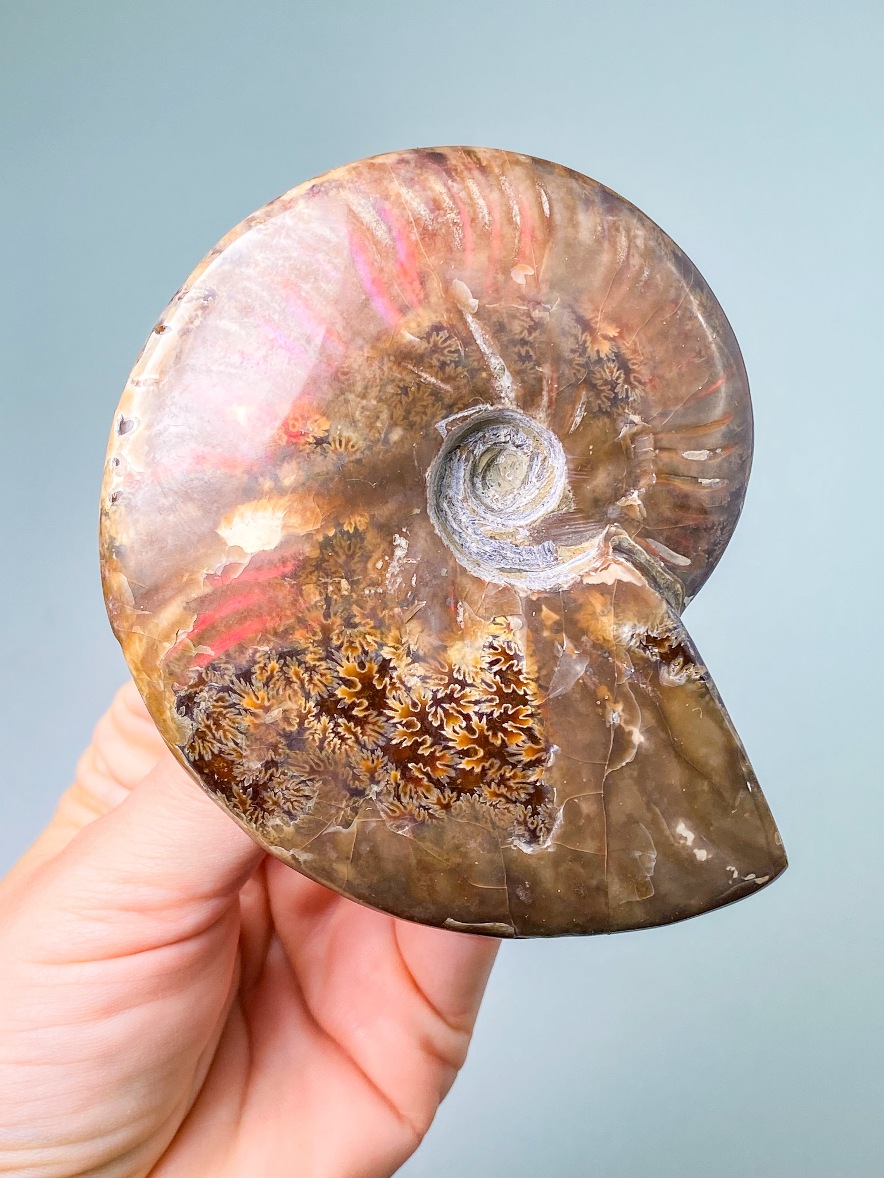 Röd opaliserad ammonit (nr 7)