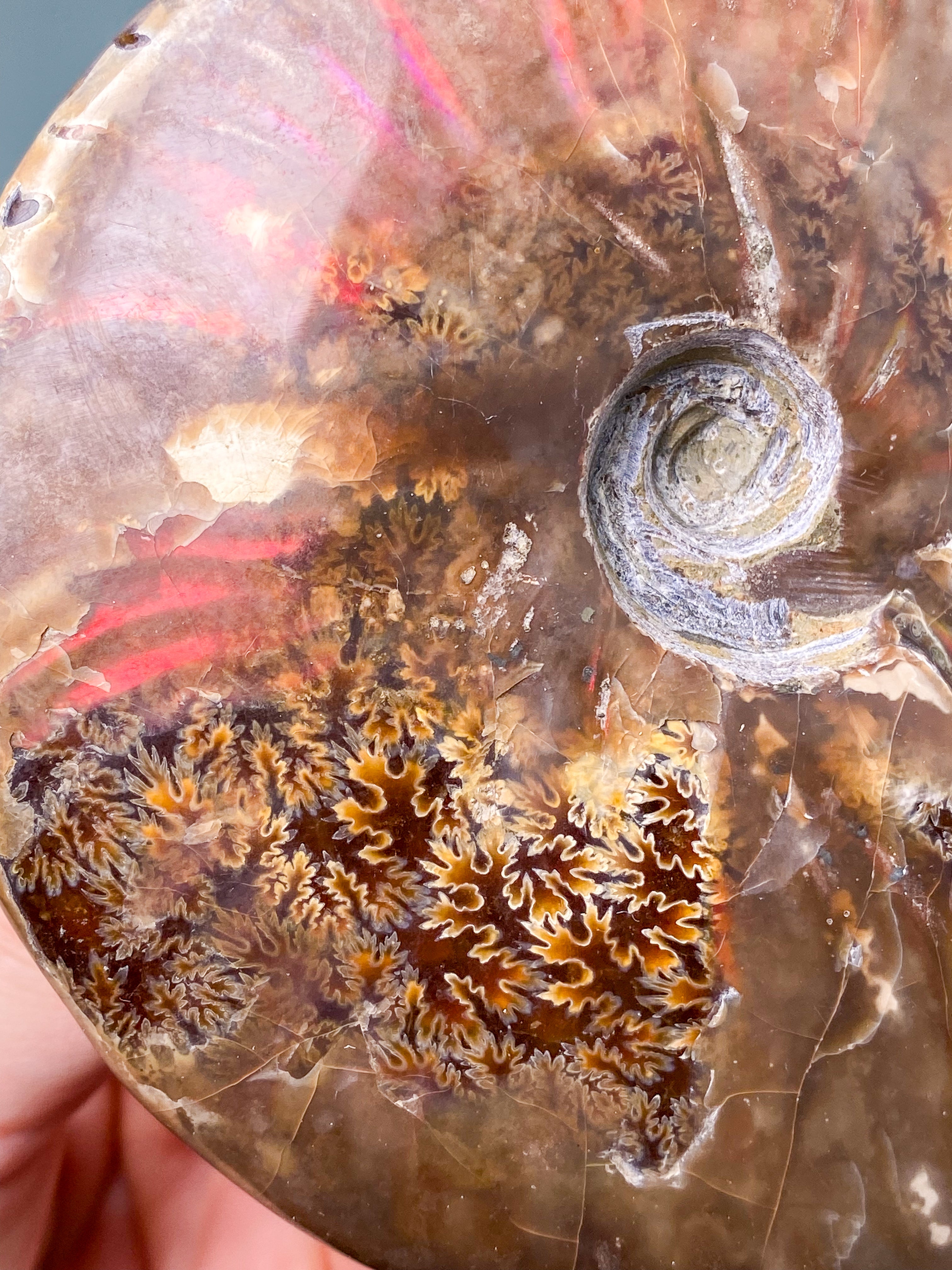 Röd opaliserad ammonit (nr 7)