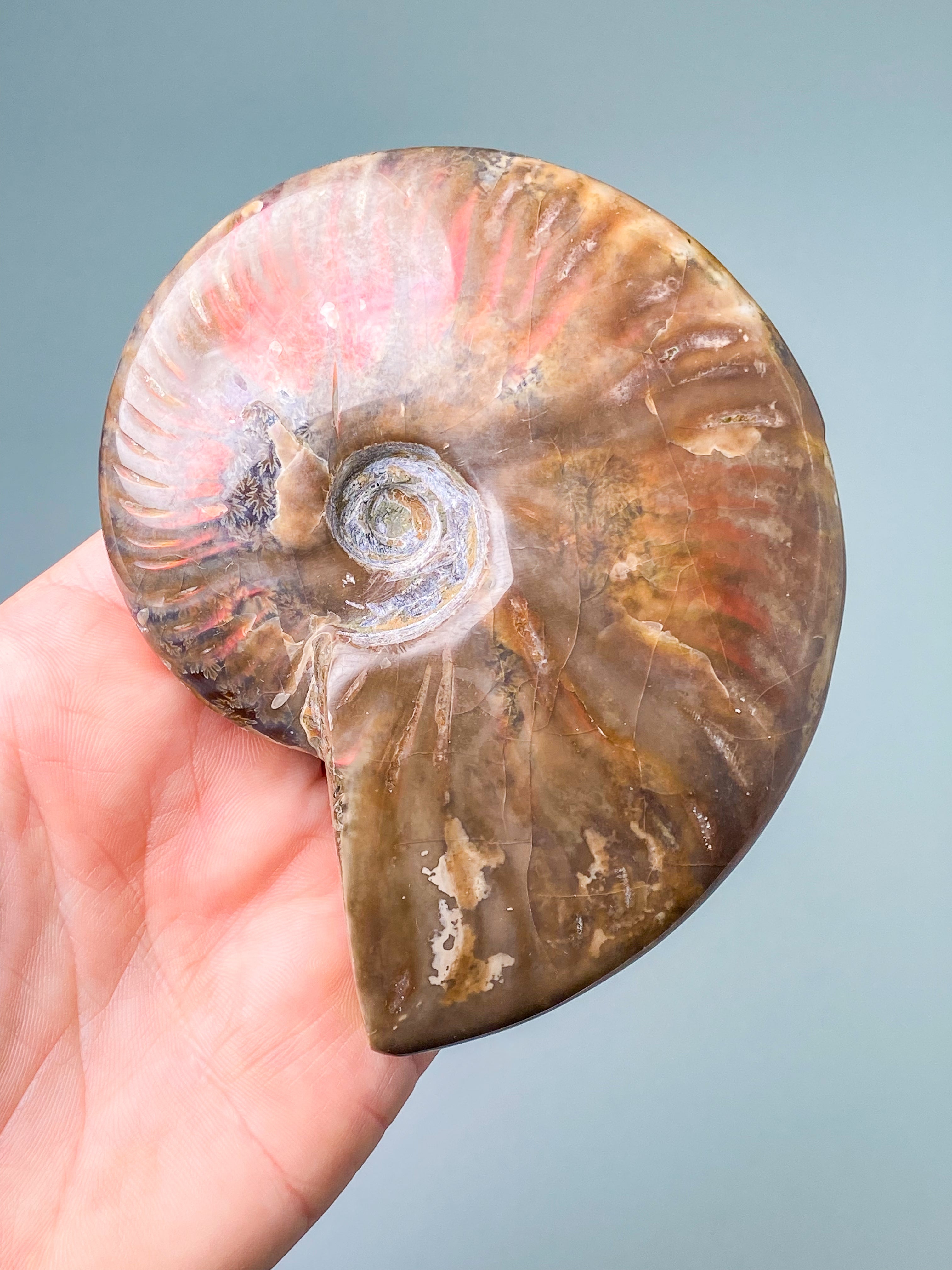 Röd opaliserad ammonit (nr 7)