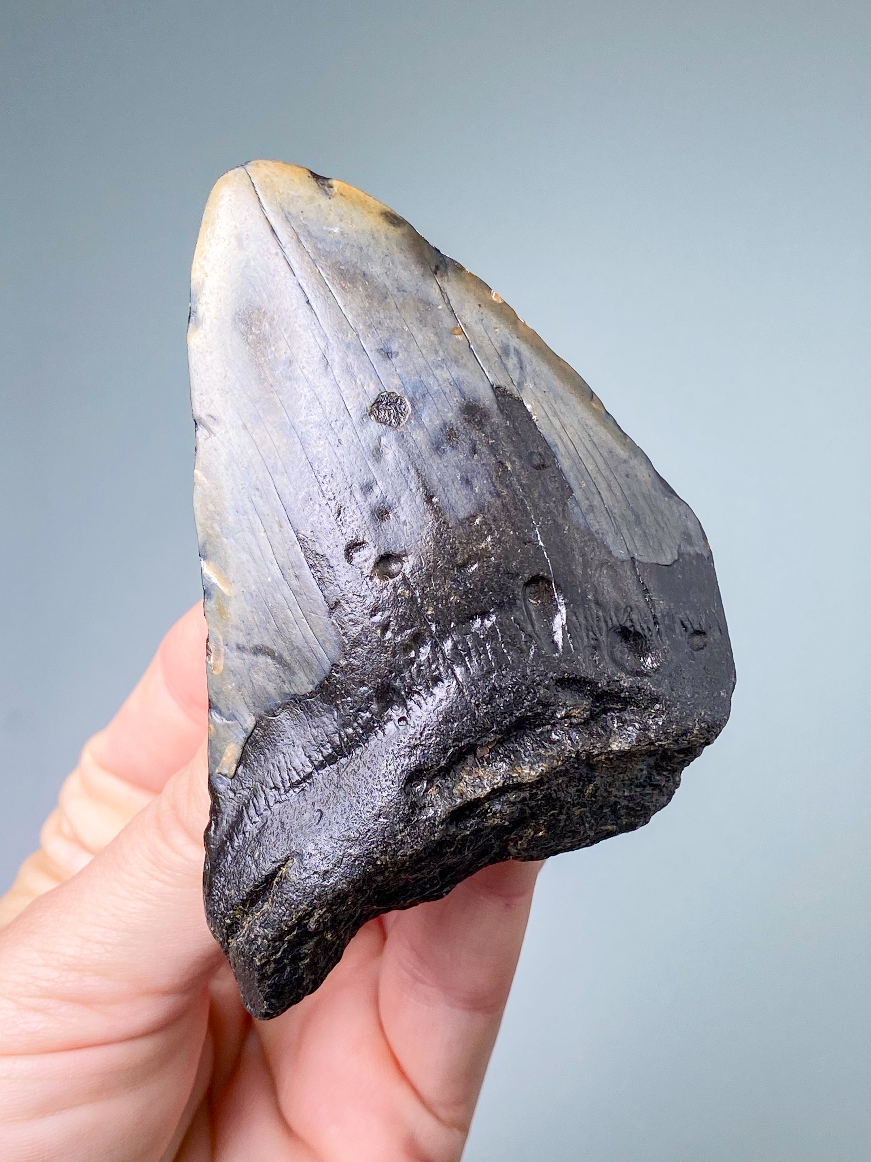 Megalodon-tandfossil (nr 7)