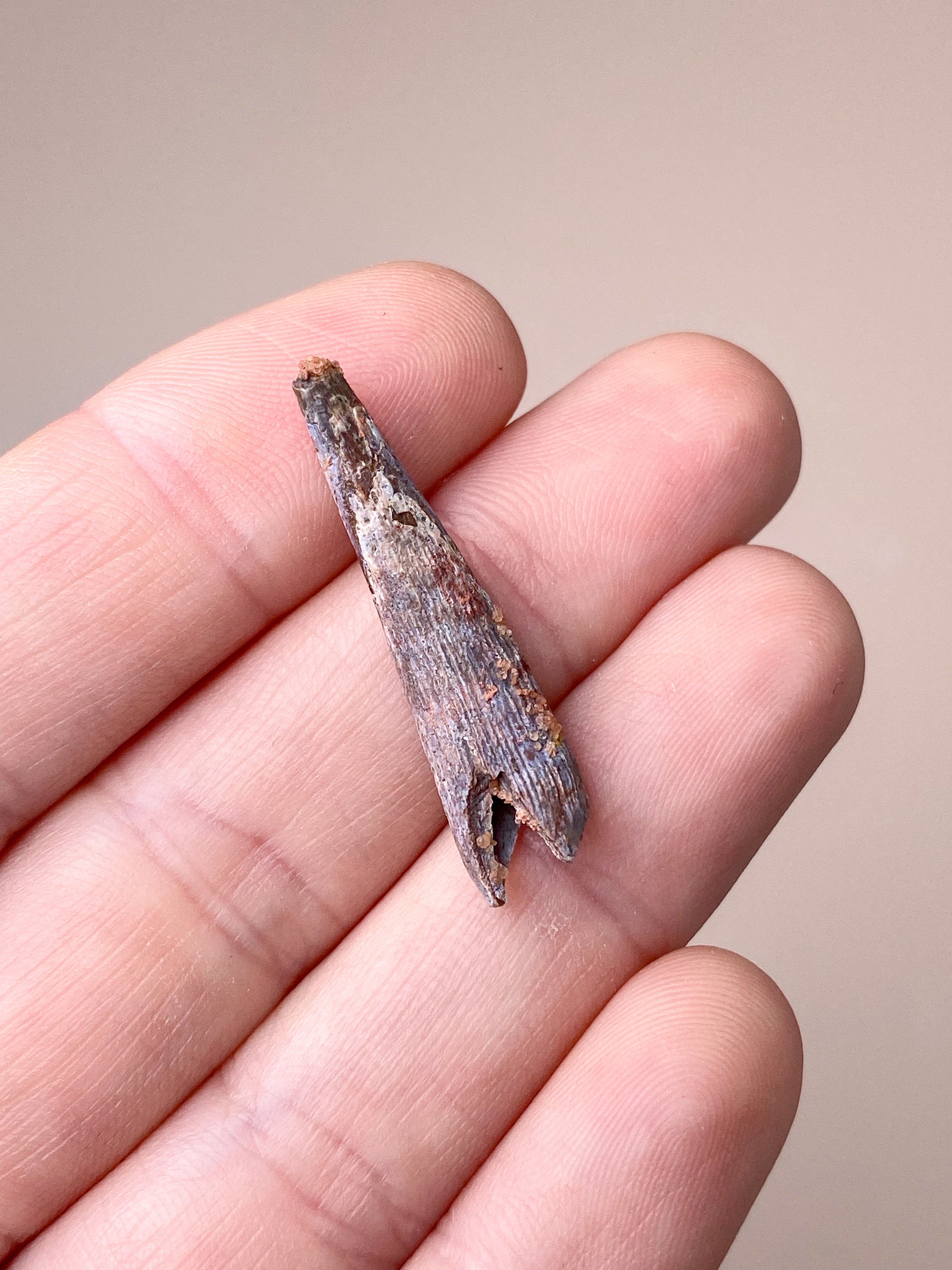 Tandfossil från pterosaurier (nr 1) Pterosaurie