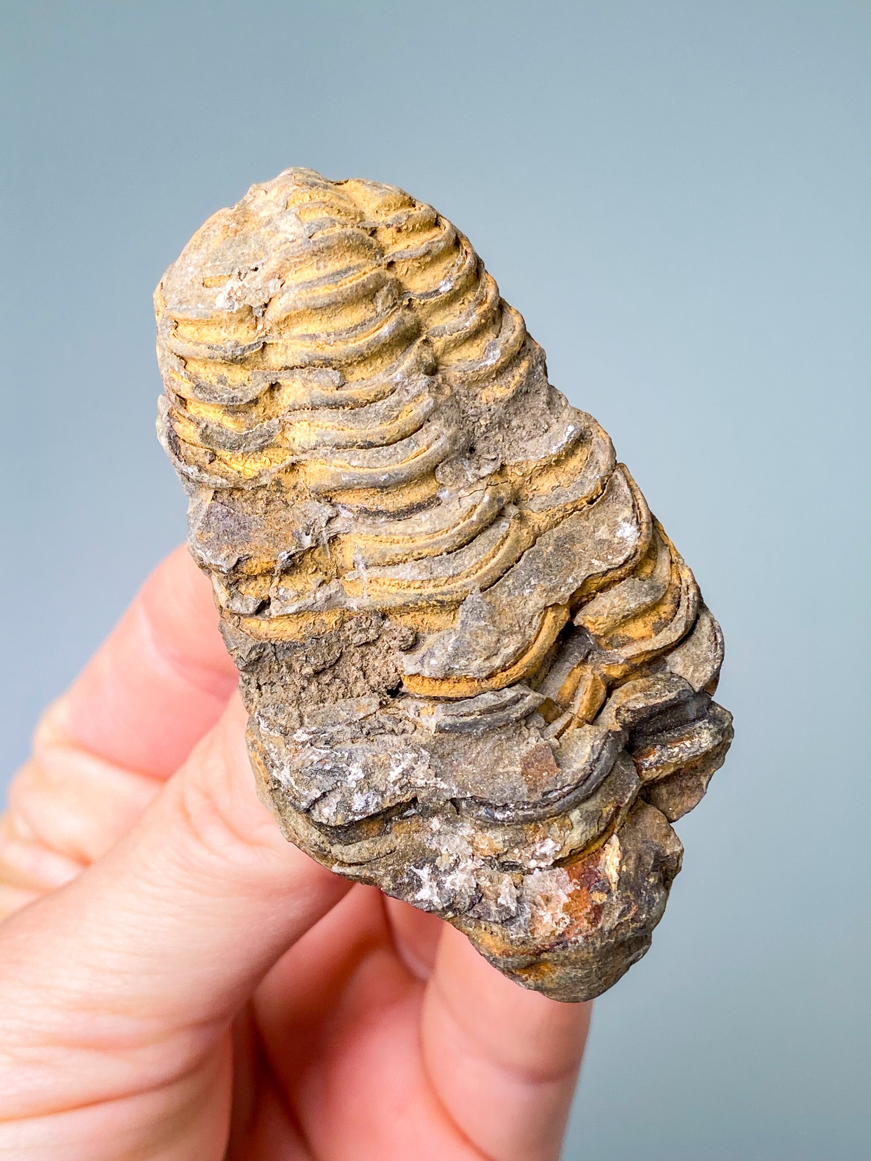 Trilobitfossil (nr 16)