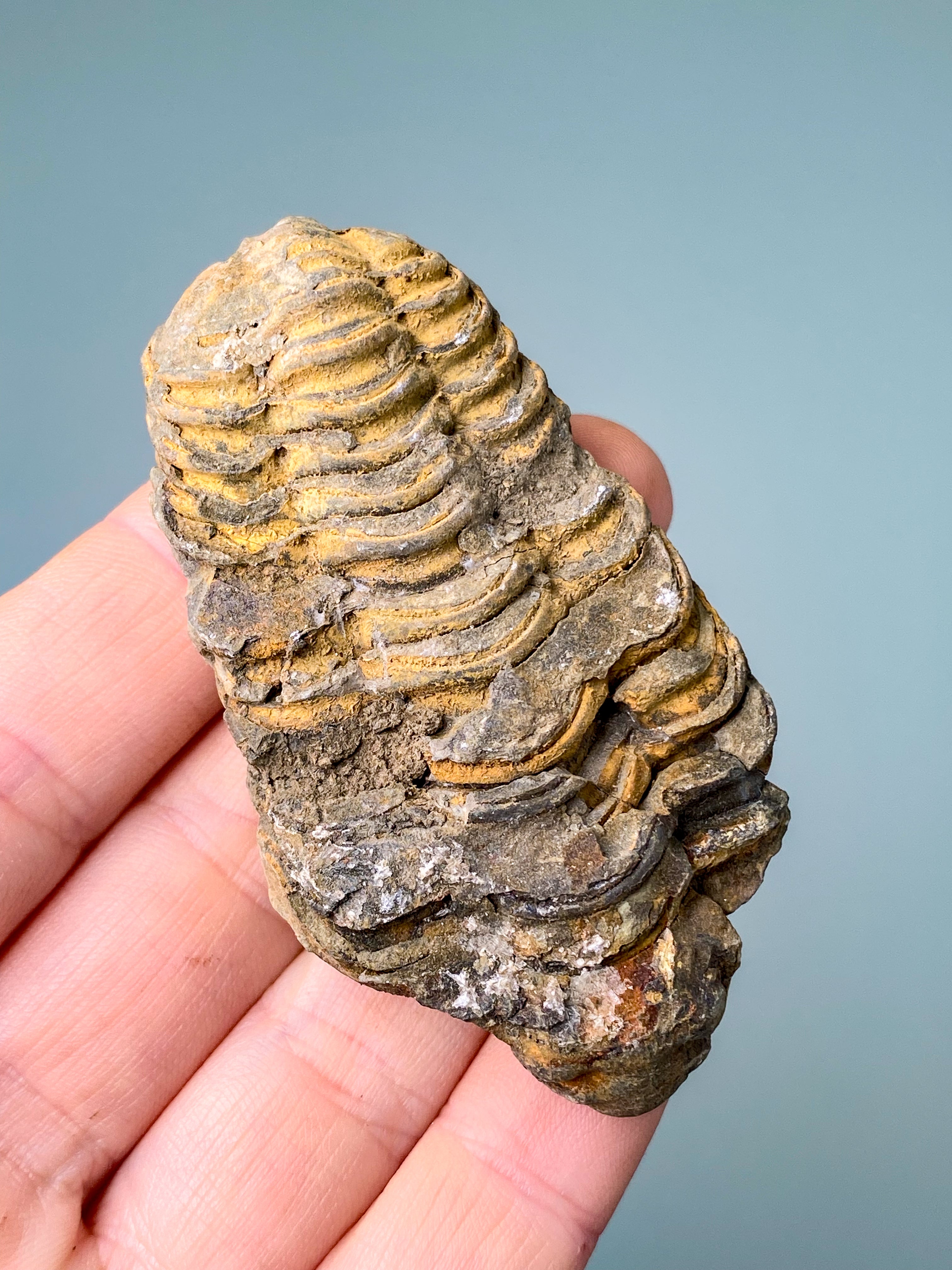 Trilobitfossil (nr 16)