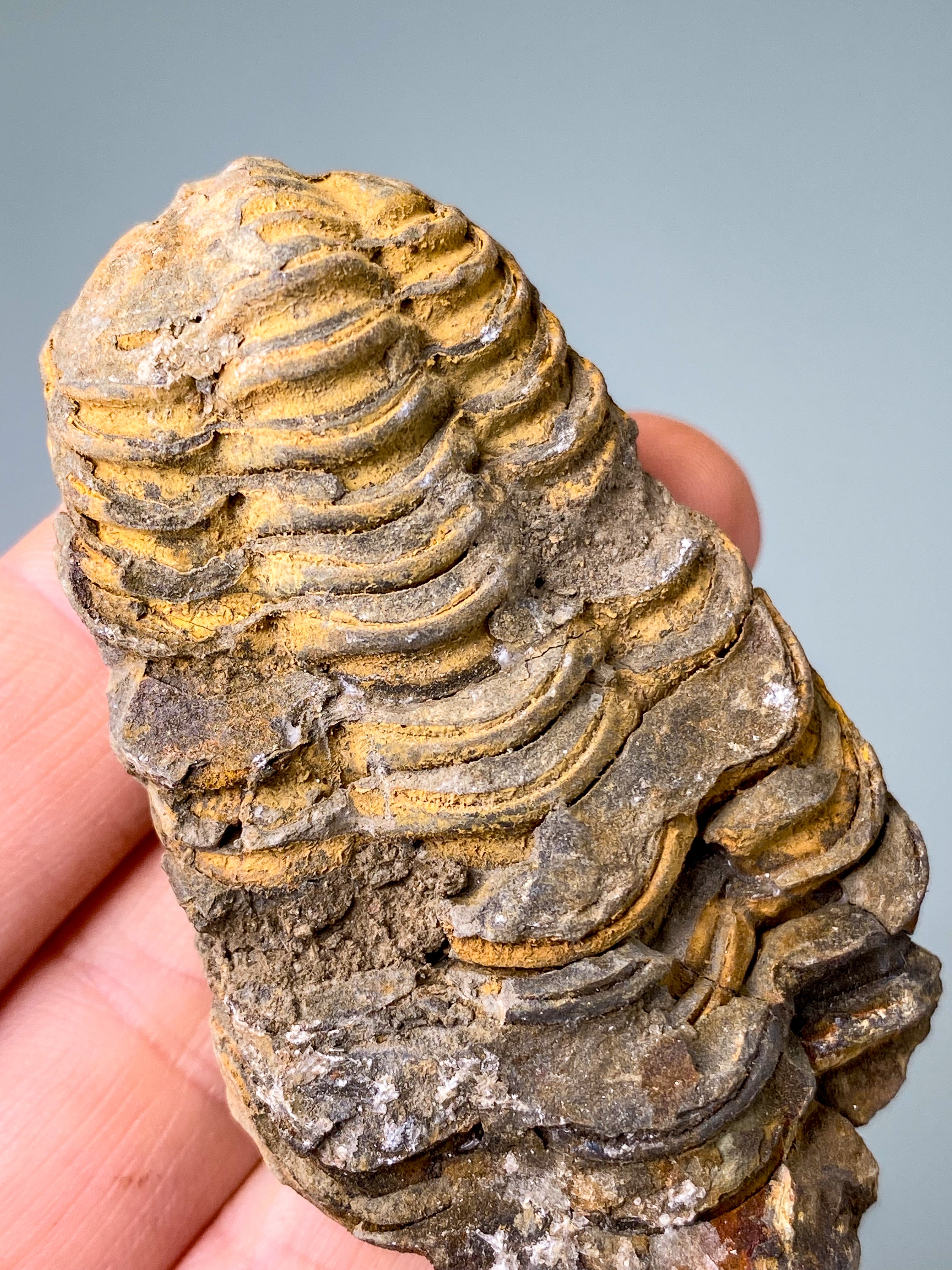 Trilobitfossil (nr 16)
