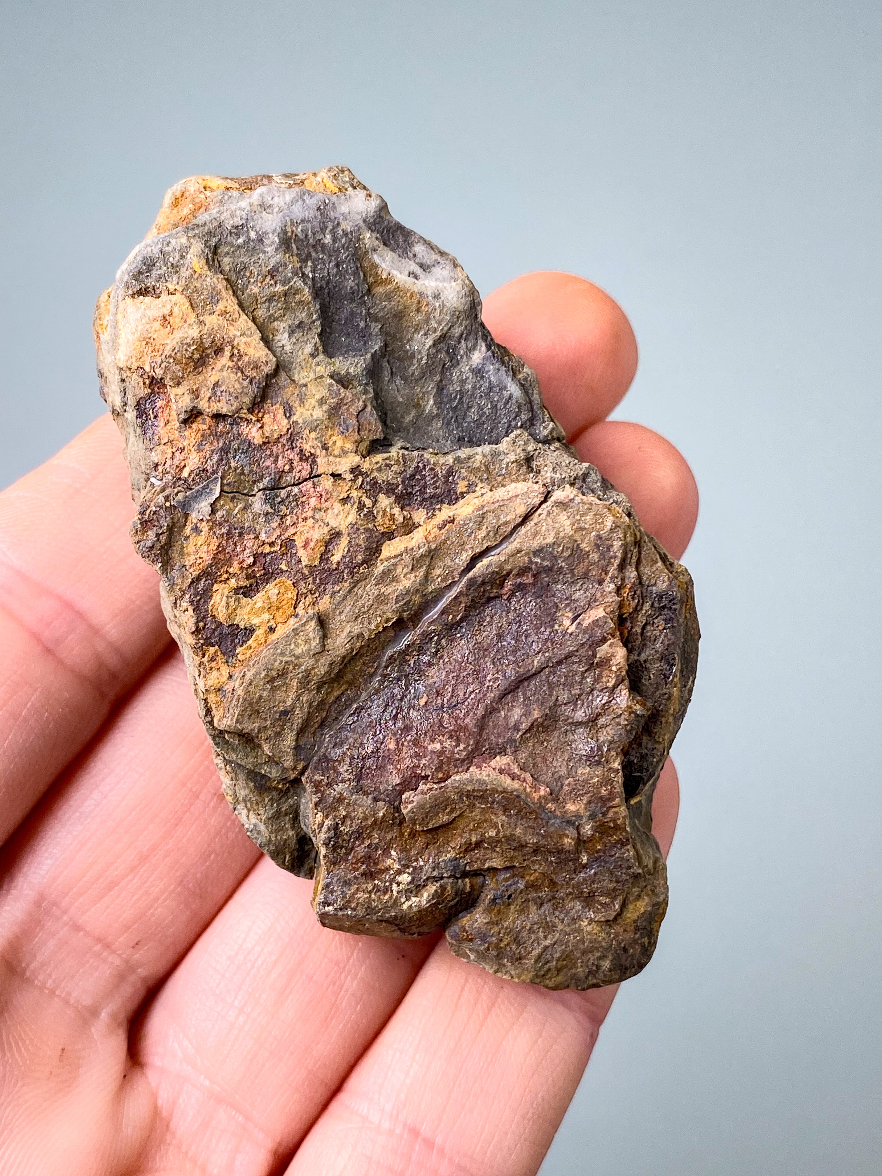 Trilobitfossil (nr 16)