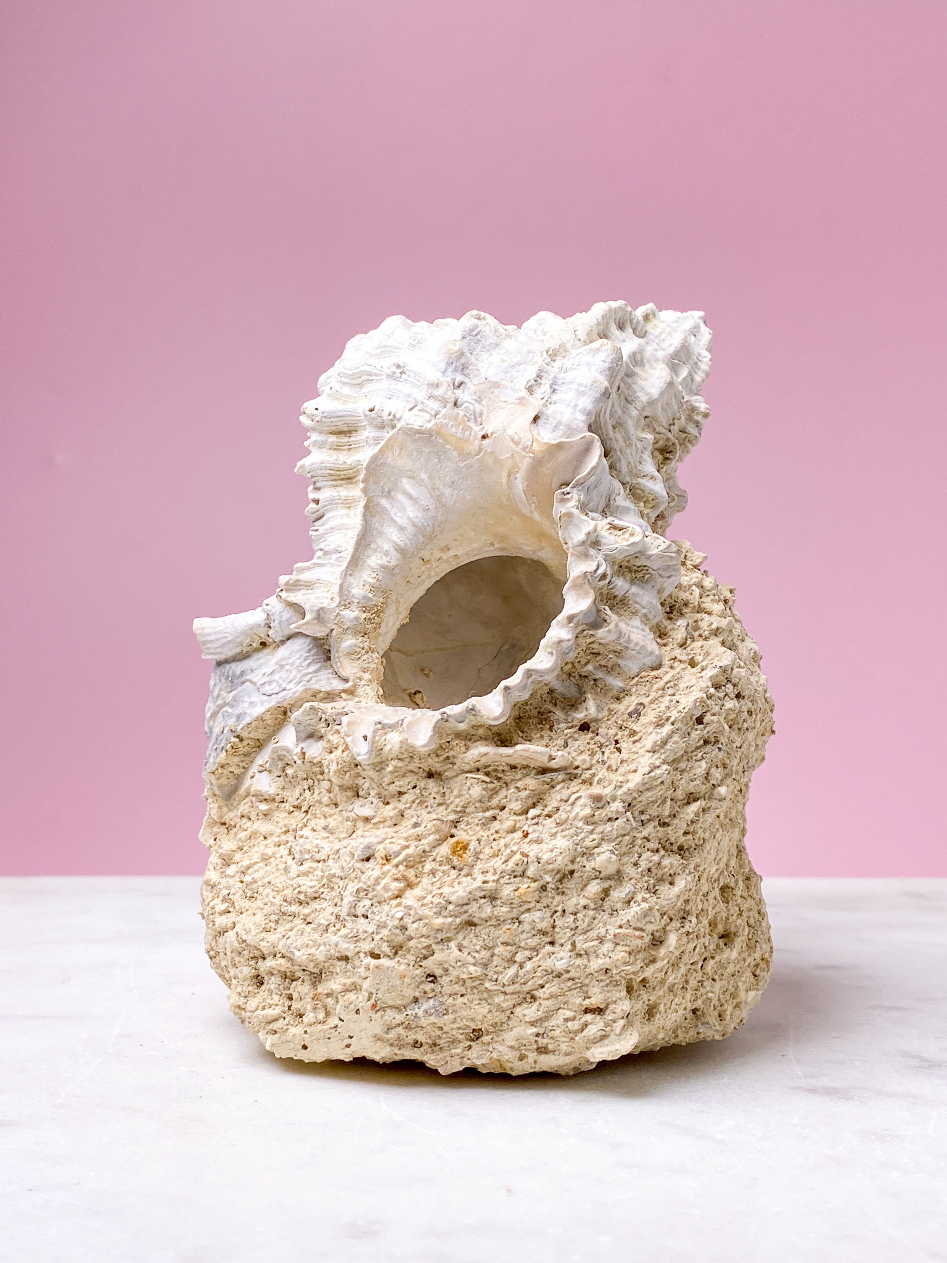 Skalfossil från Frankrike (nr 4)