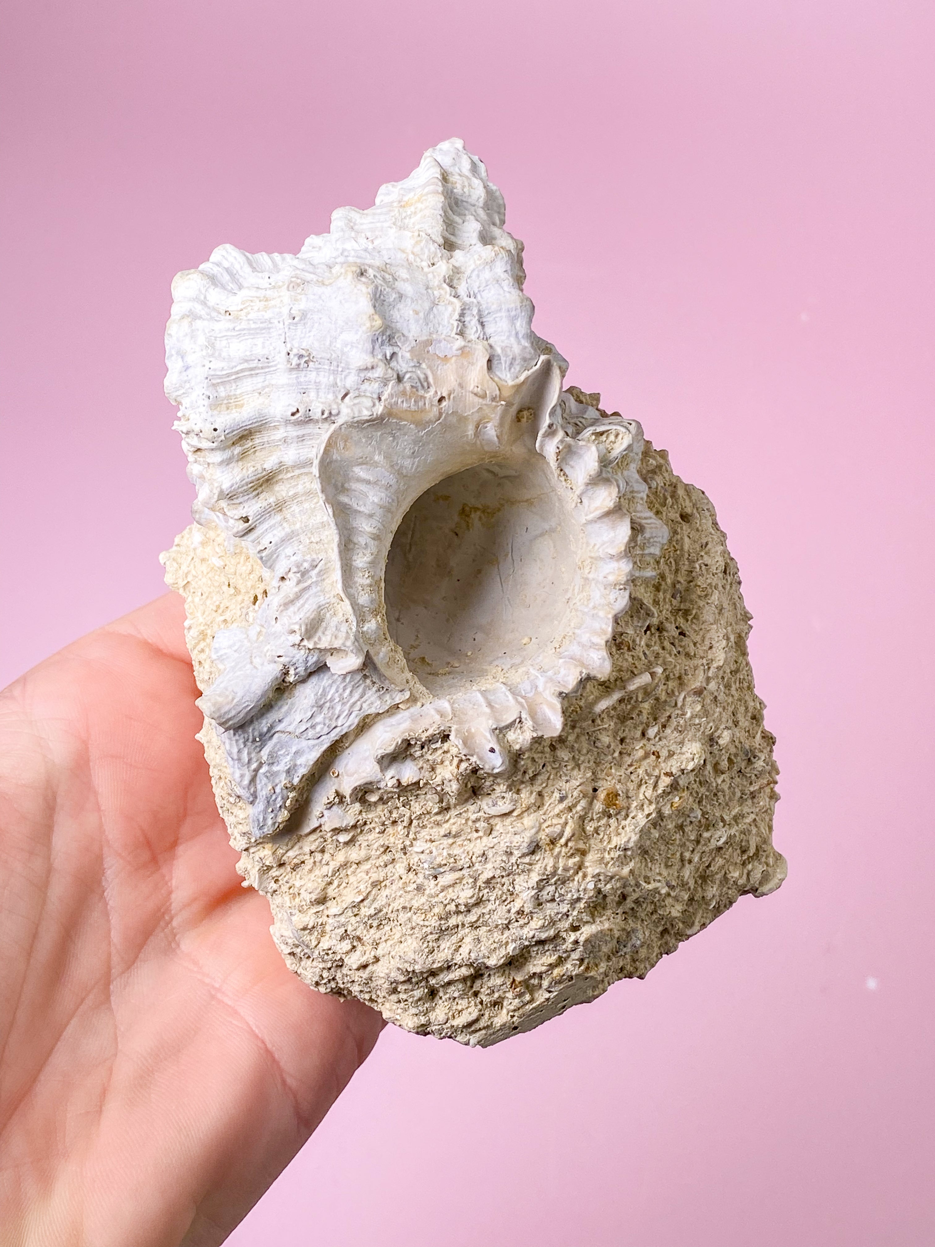 Skalfossil från Frankrike (nr 4)