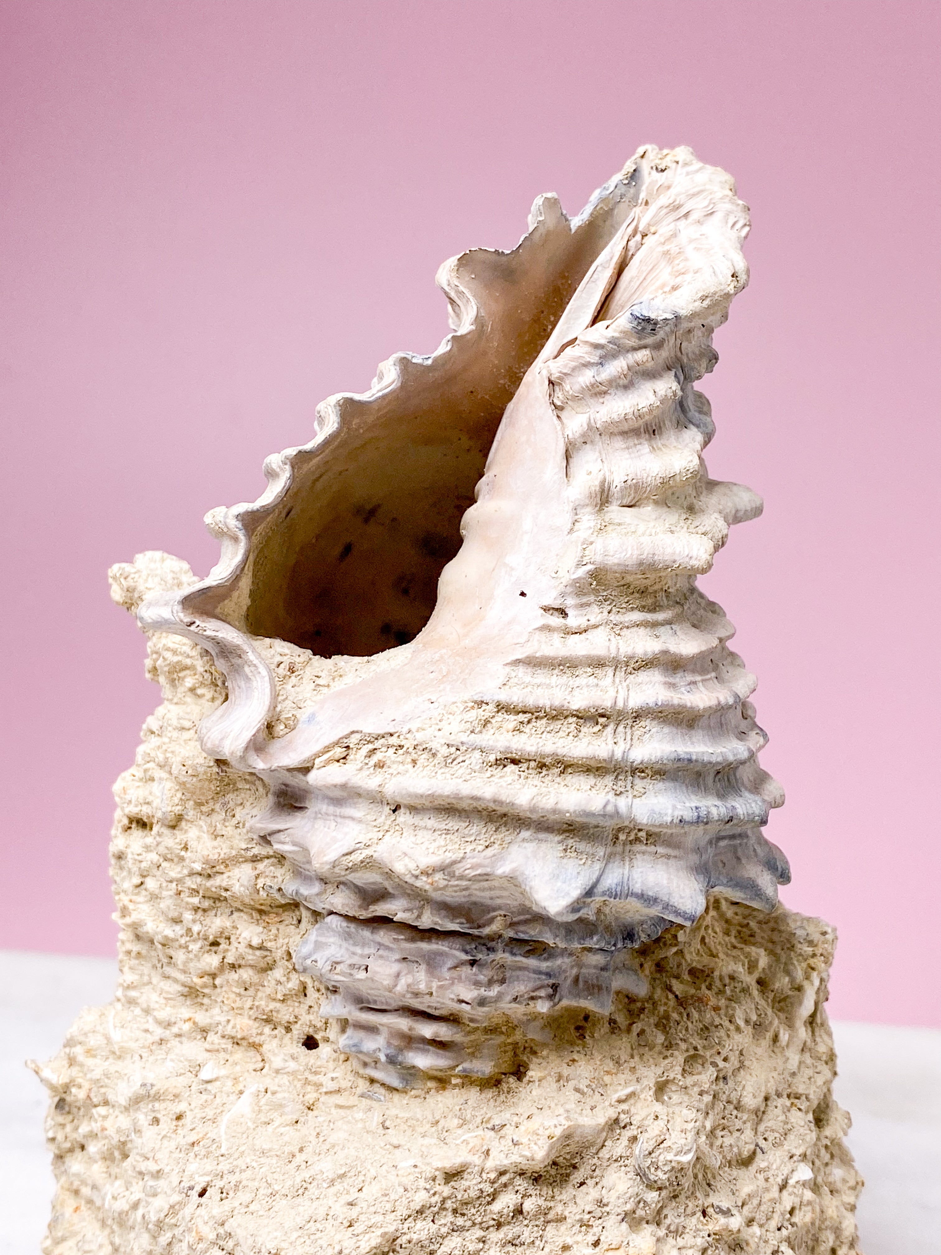 Skalfossil från Frankrike (nr 5)