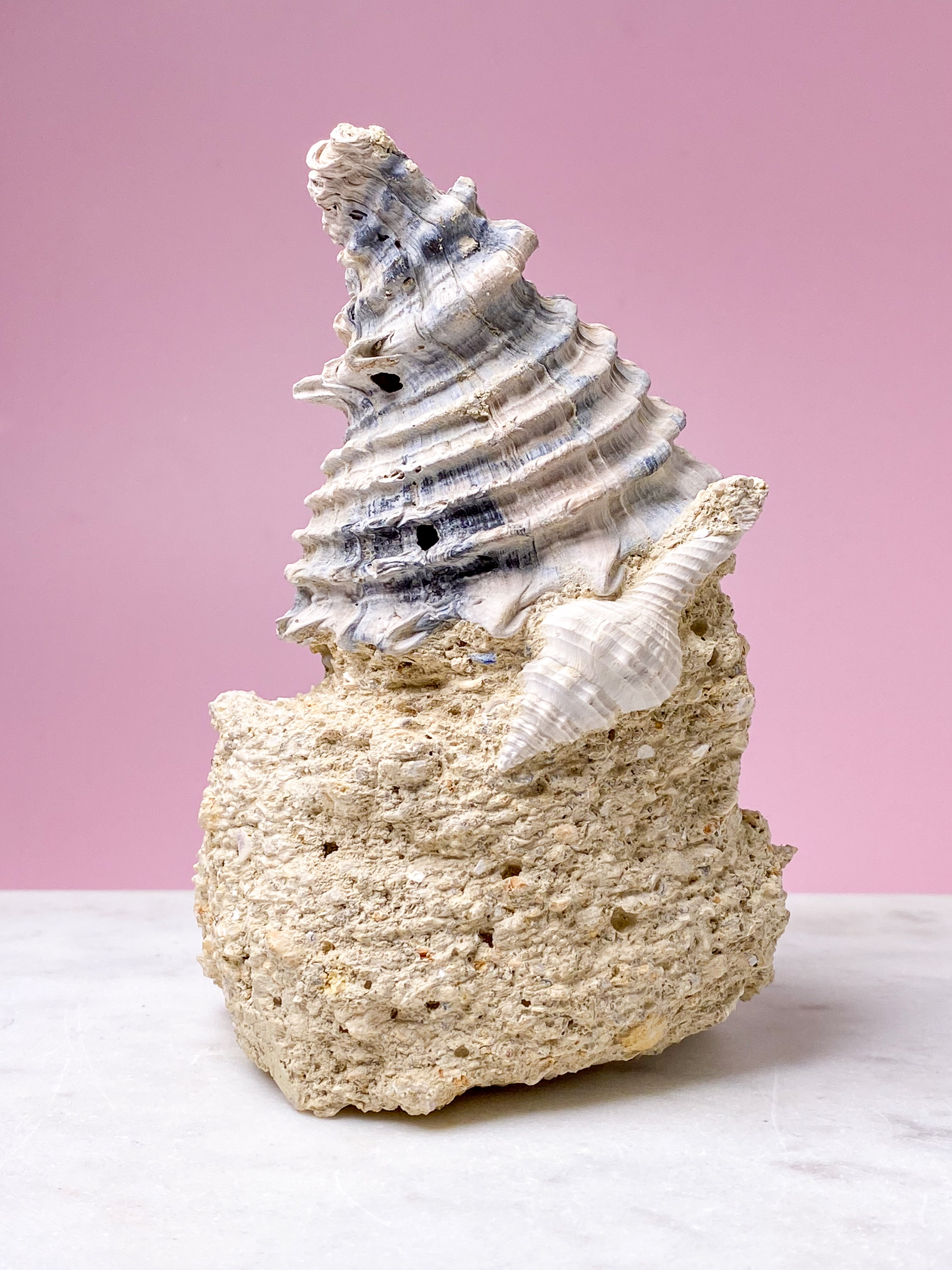 Skalfossil från Frankrike (nr 5)