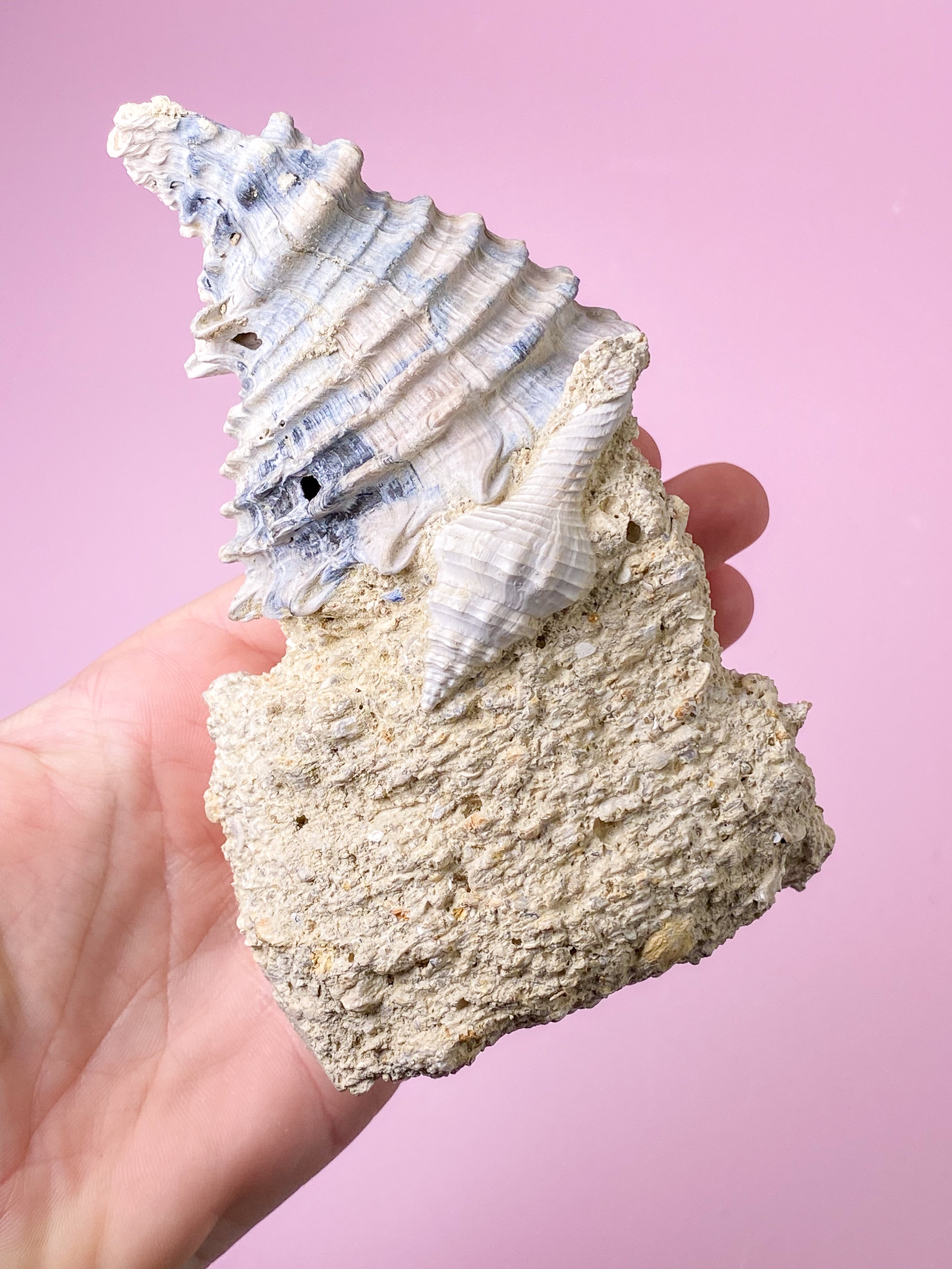 Skalfossil från Frankrike (nr 5)