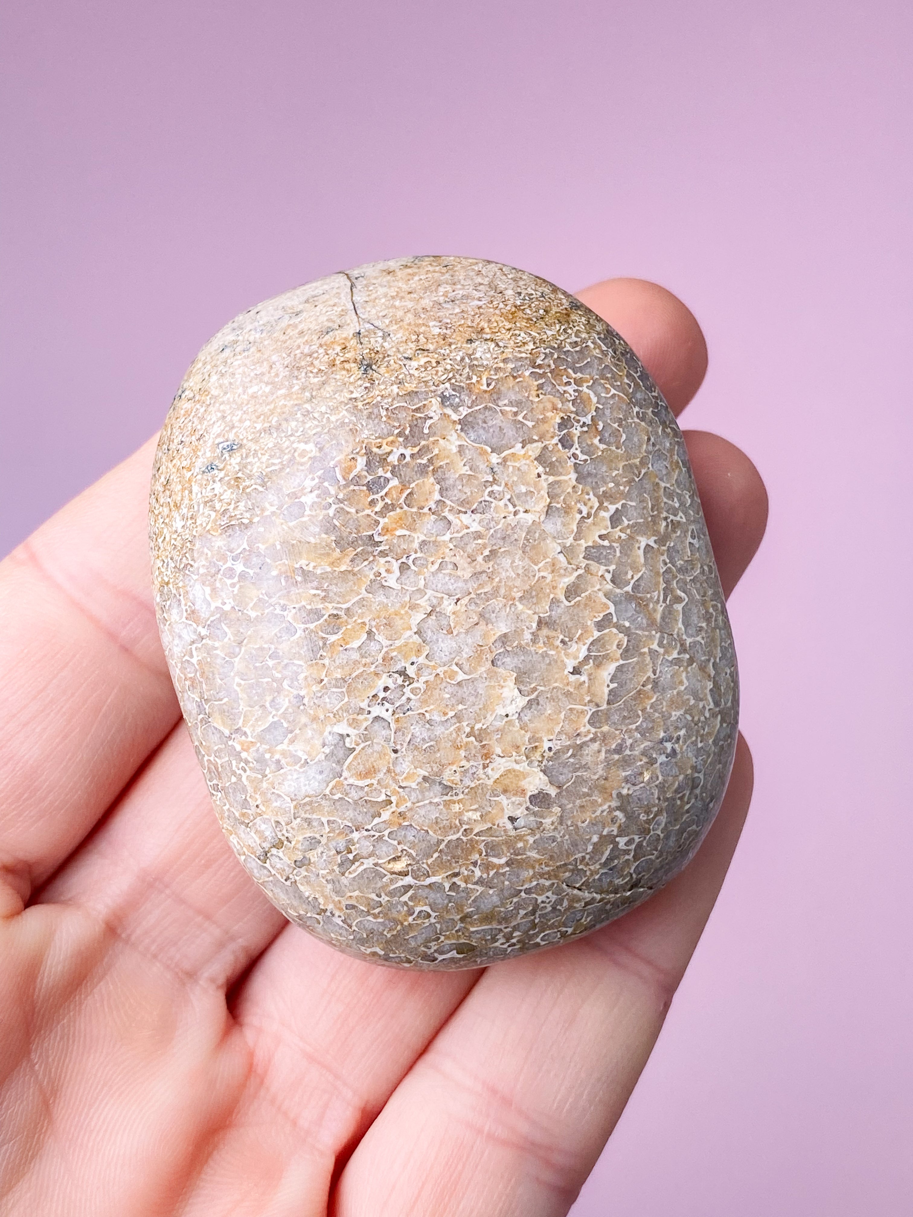 Atlasaurus Dinosaur Fossil Knogle Palmstone (Nr. 4)