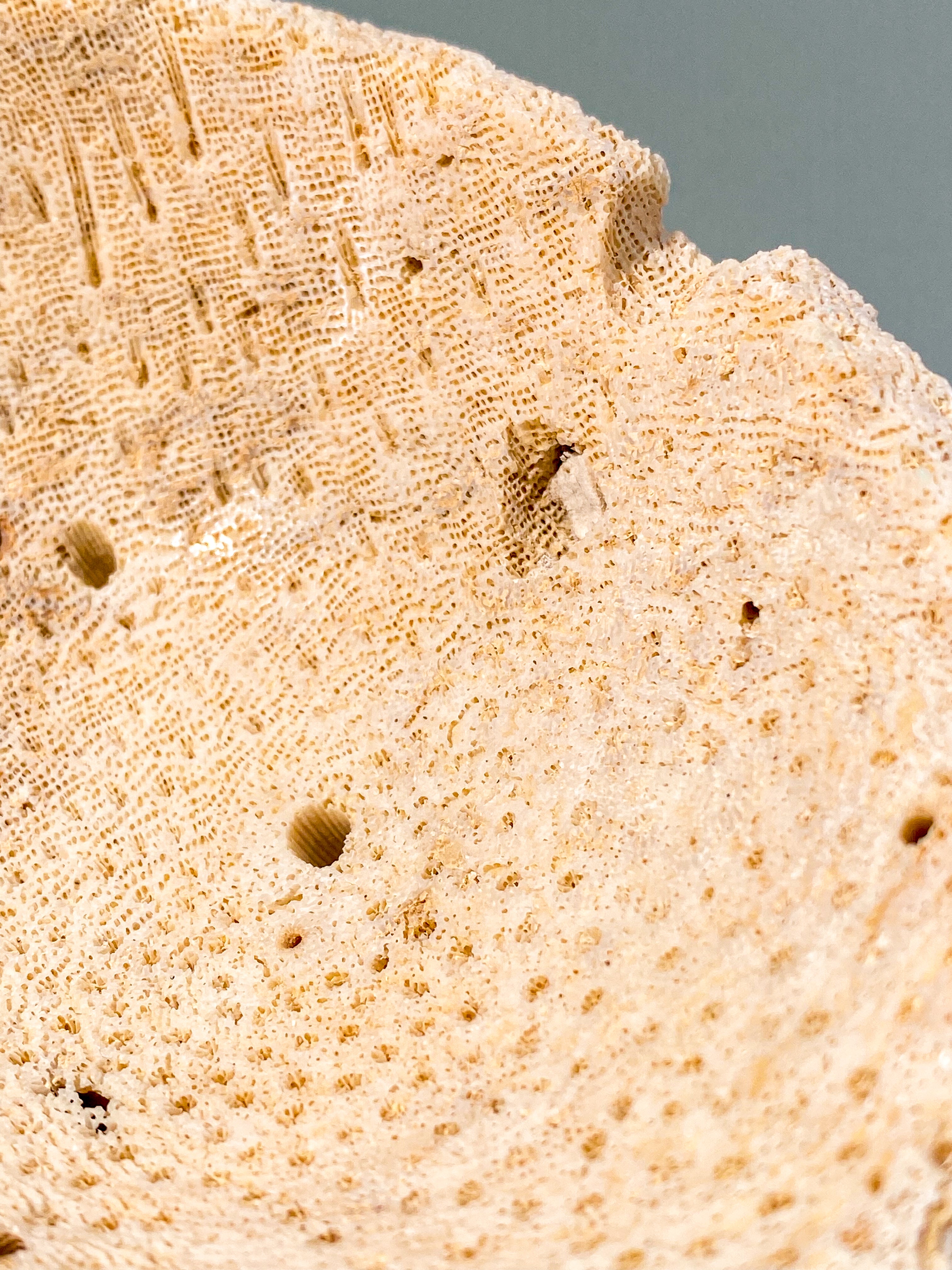 Koralrods Fossil Skål (Nr. 2)