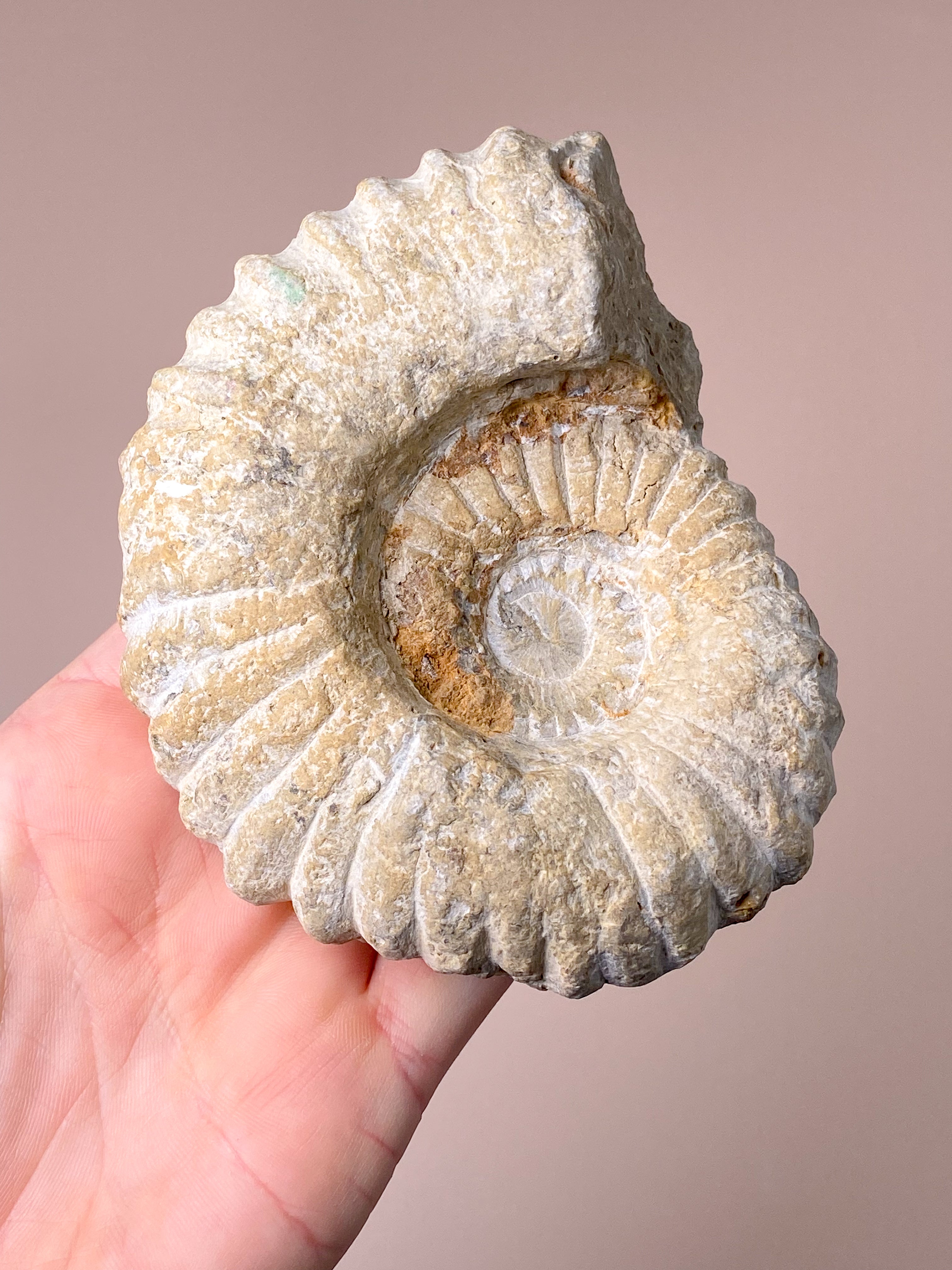 Stor Ammonit (Nr. 6)