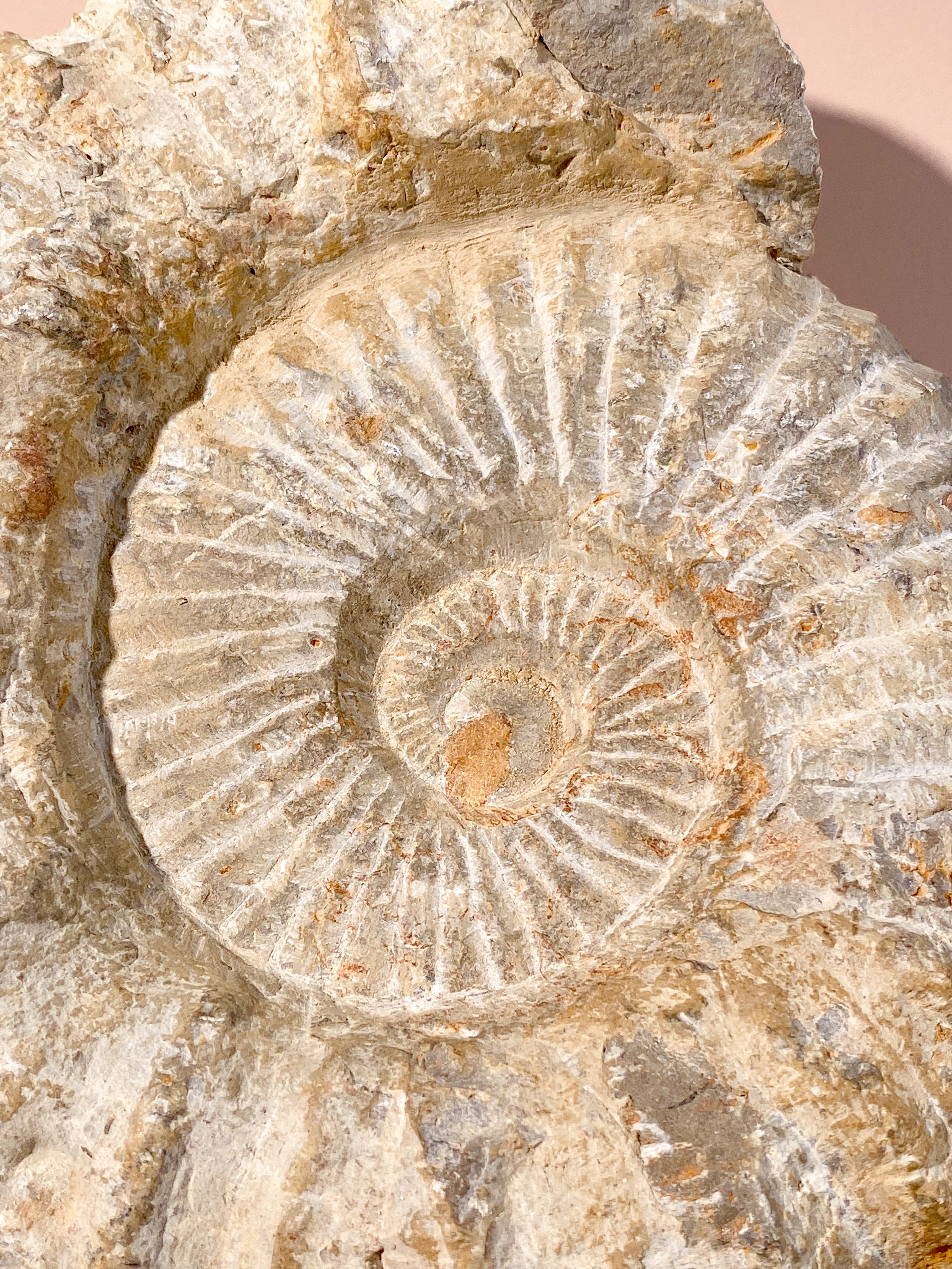 Stor Ammonit (Nr. 9)