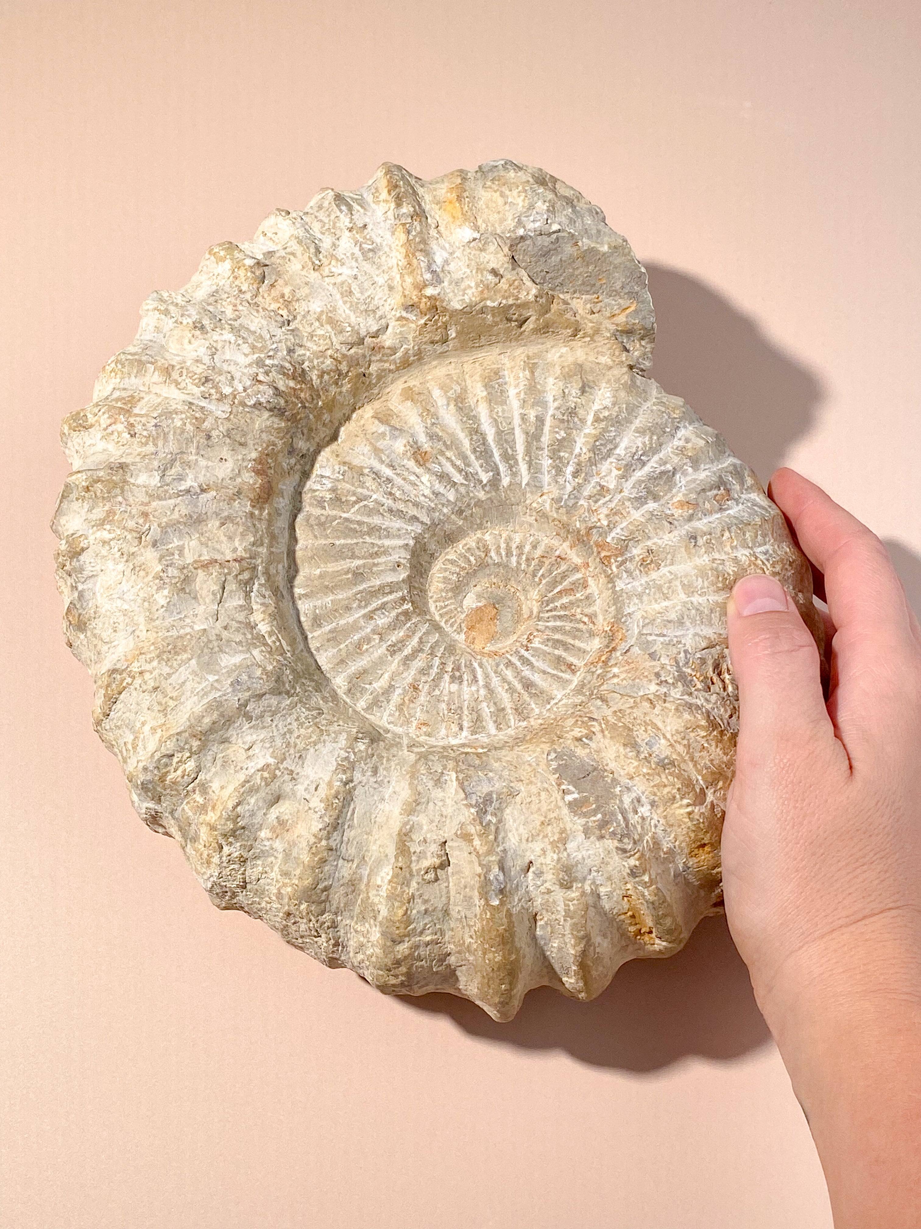 Stor Ammonit (Nr. 9)