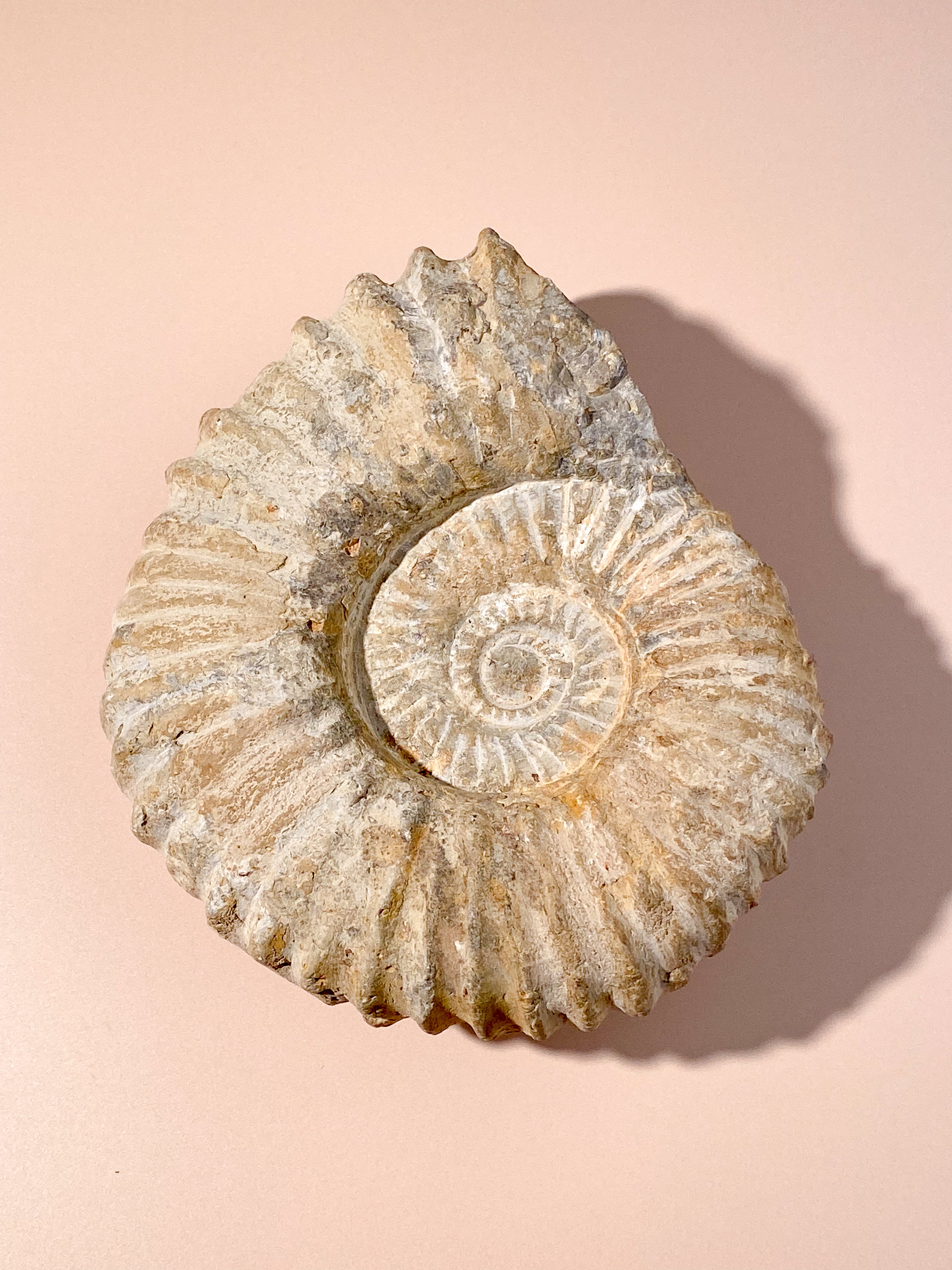 Stor Ammonit (Nr. 10)