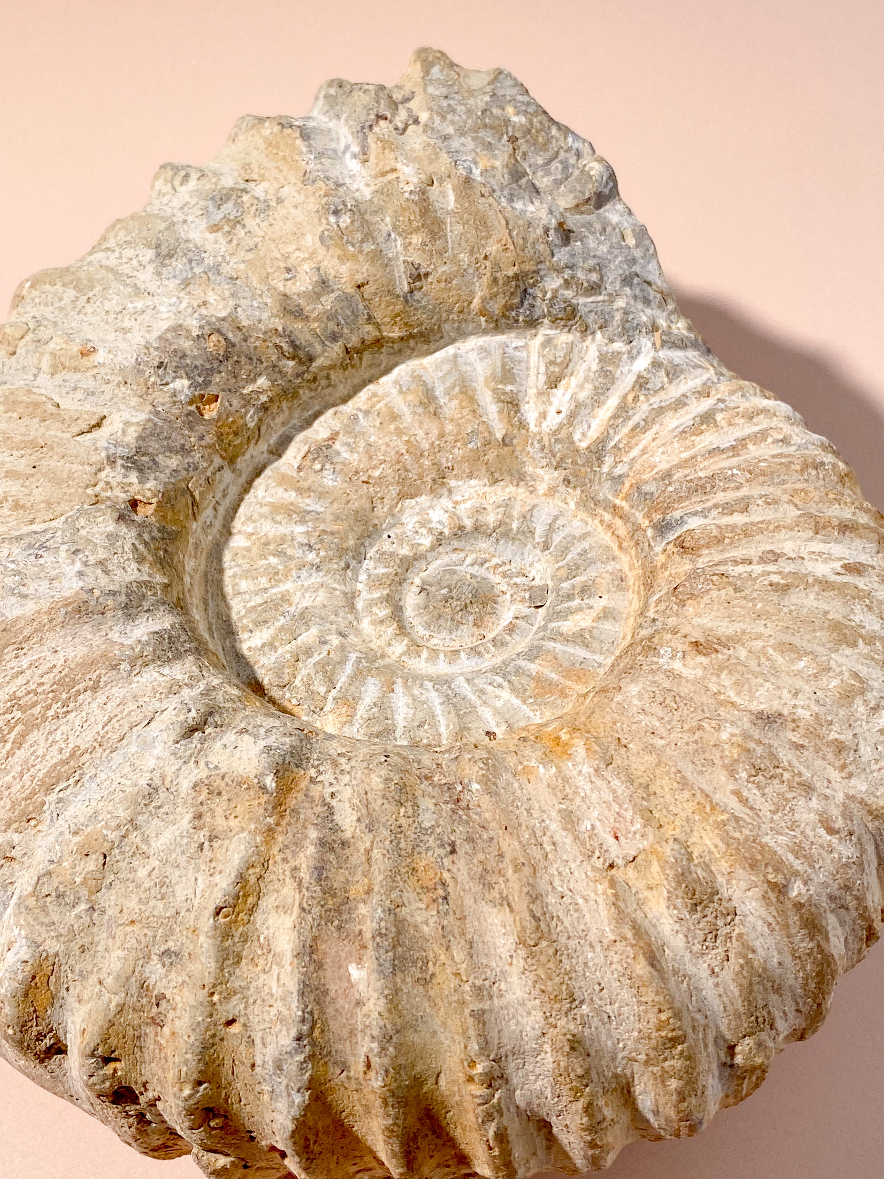 Stor Ammonit (Nr. 10)