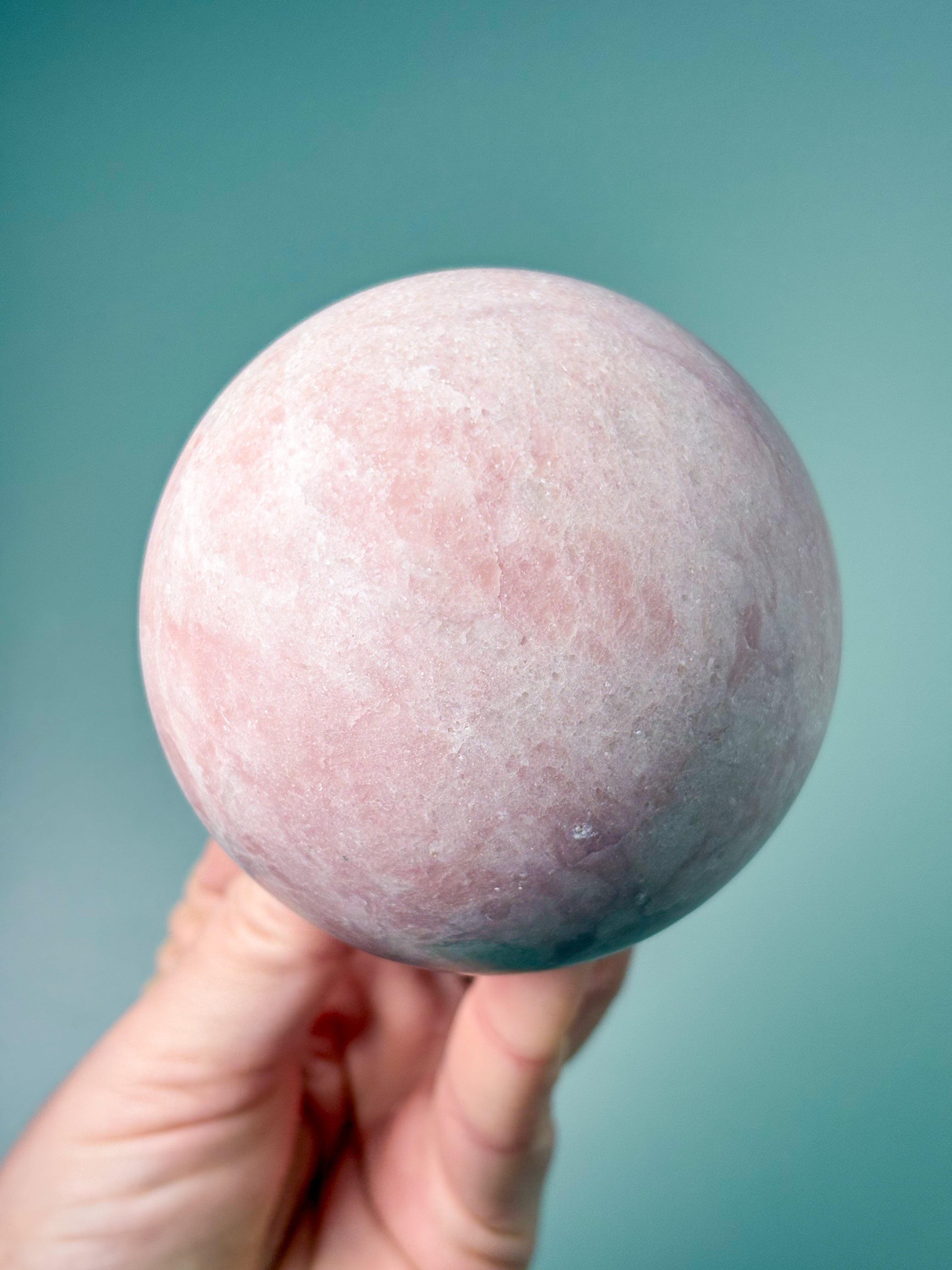 Rosa Opalkula (nr 2)