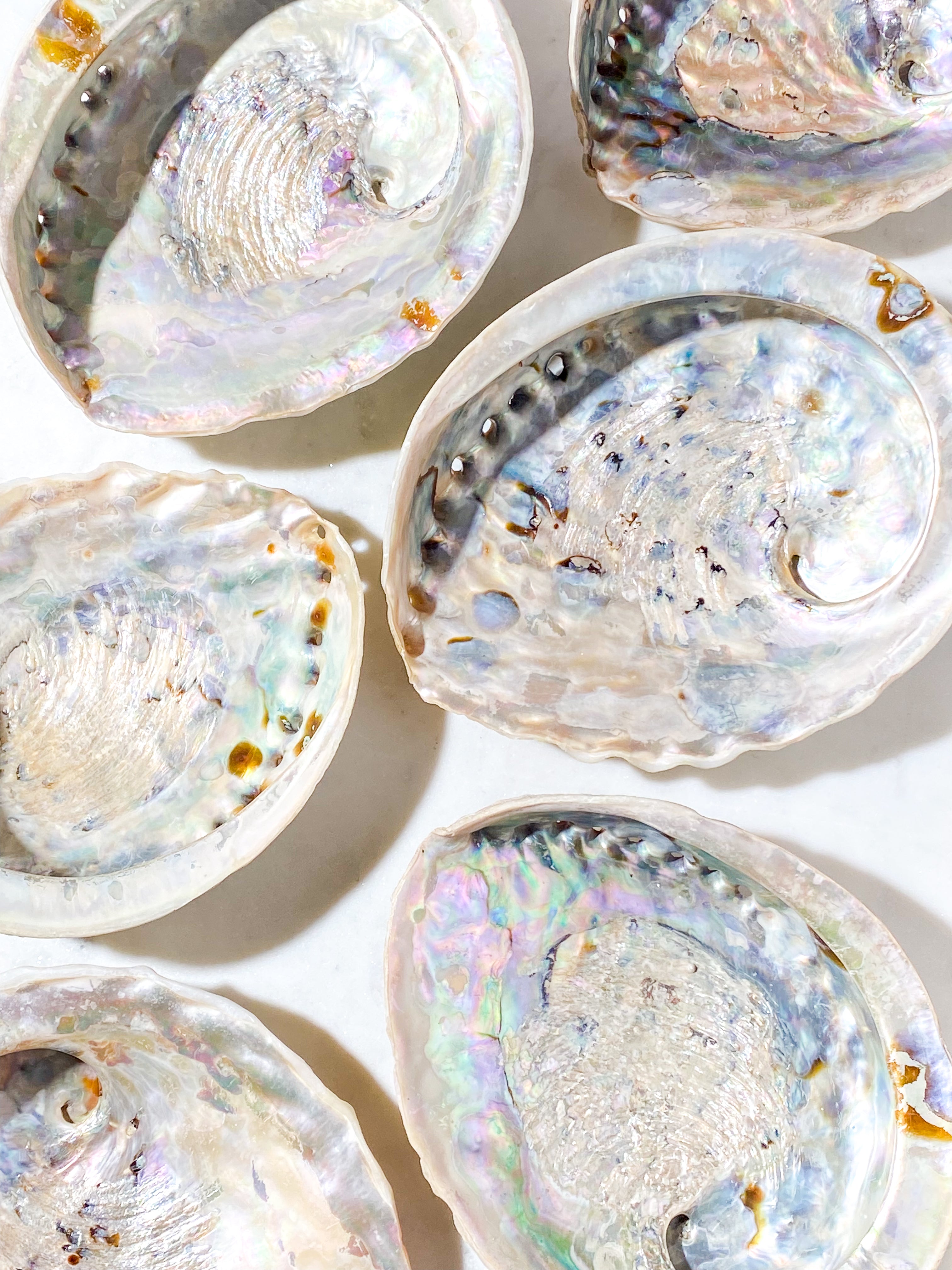 Abelone-snäckskal - Stor