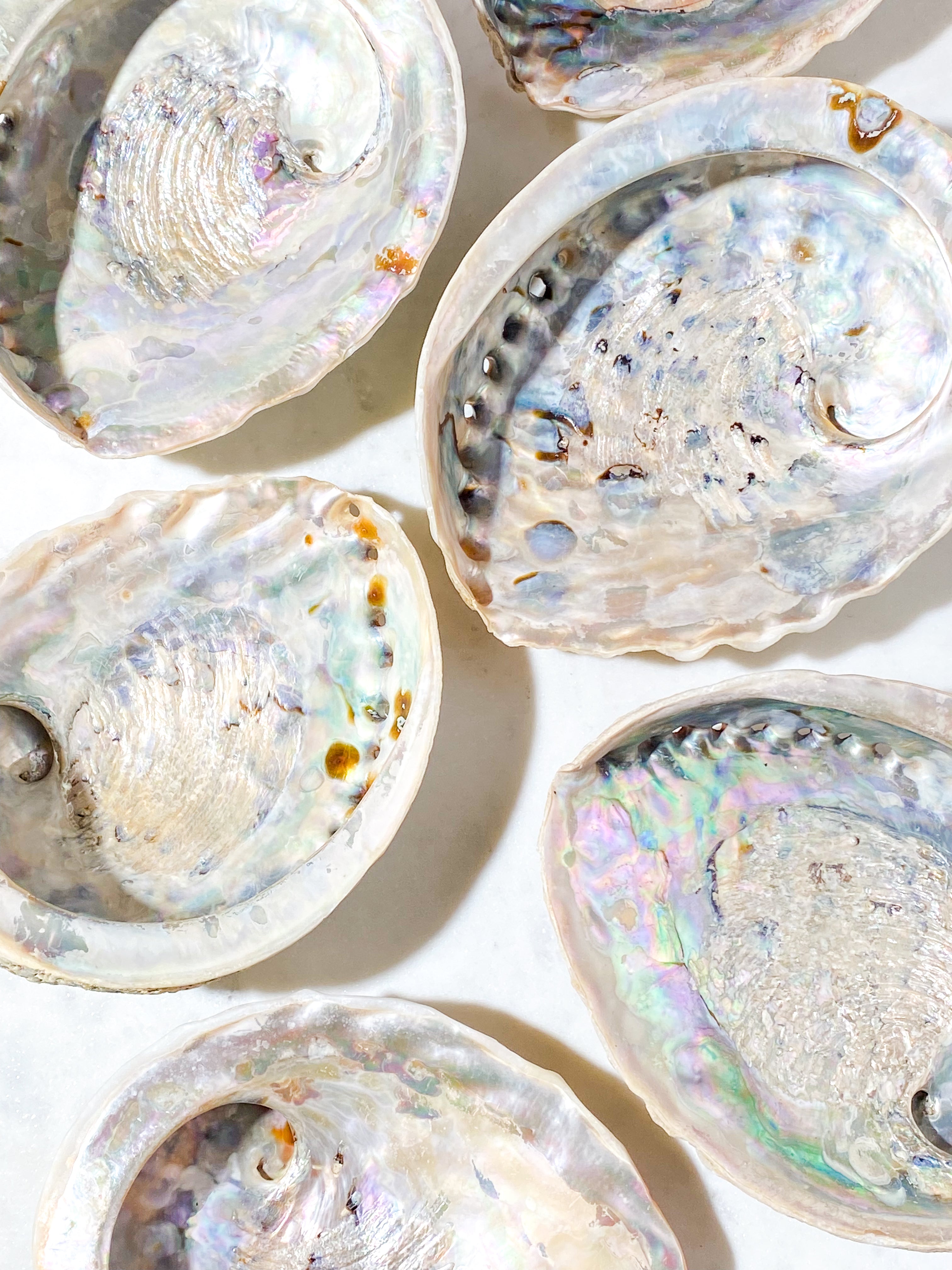 Abelone-snäckskal - Stor