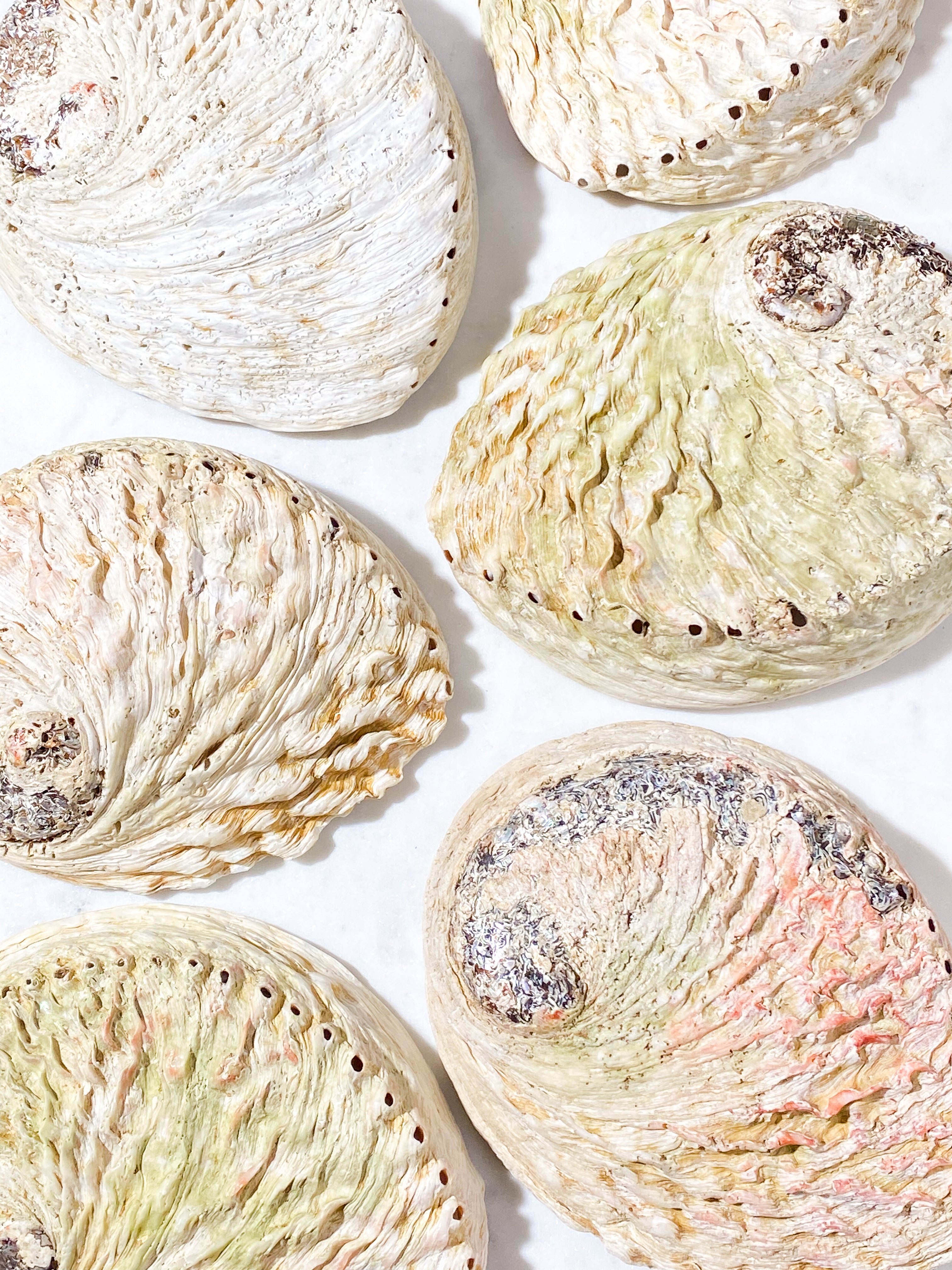 Abelone-snäckskal - Stor