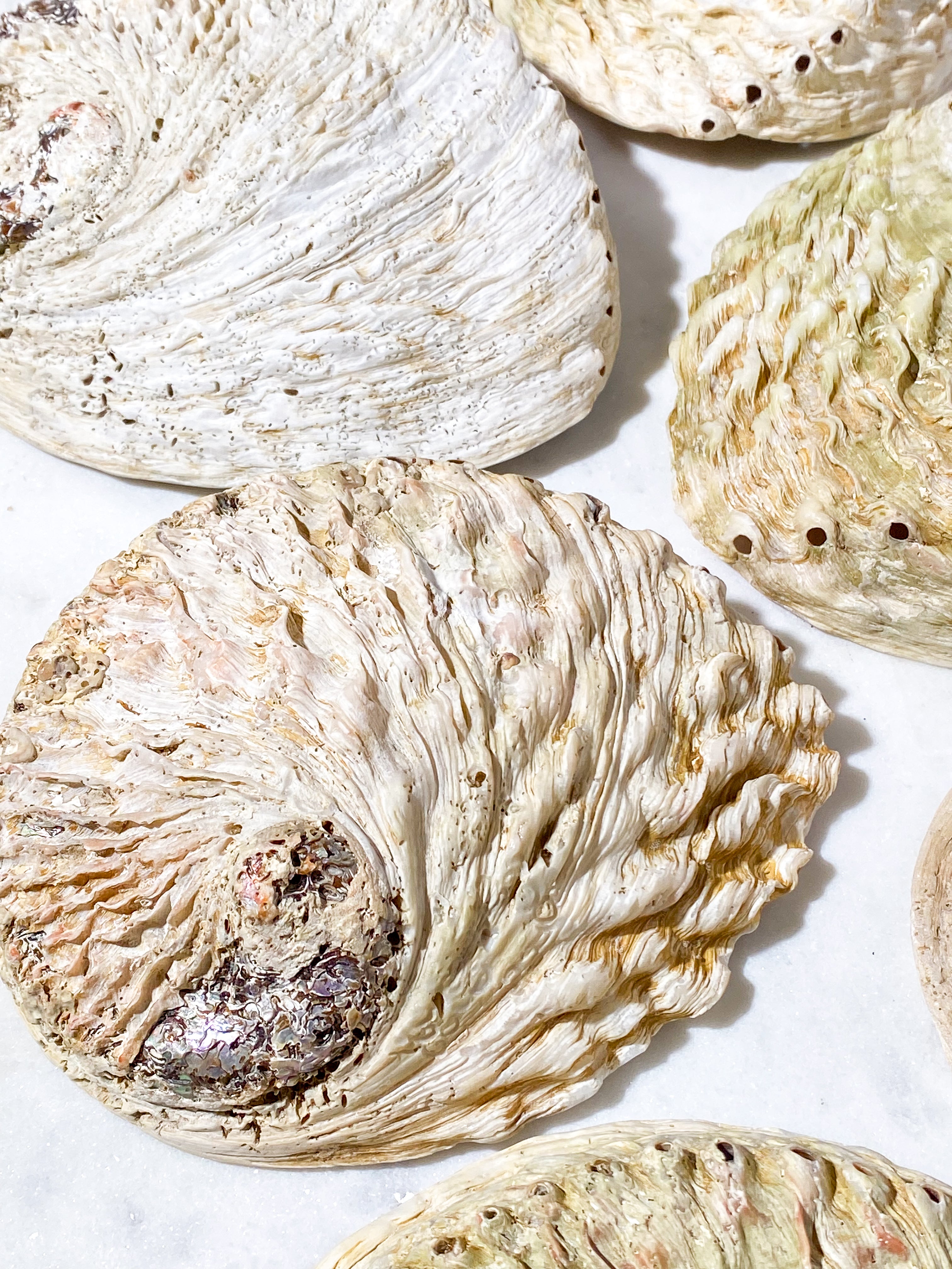 Abelone-snäckskal - Stor