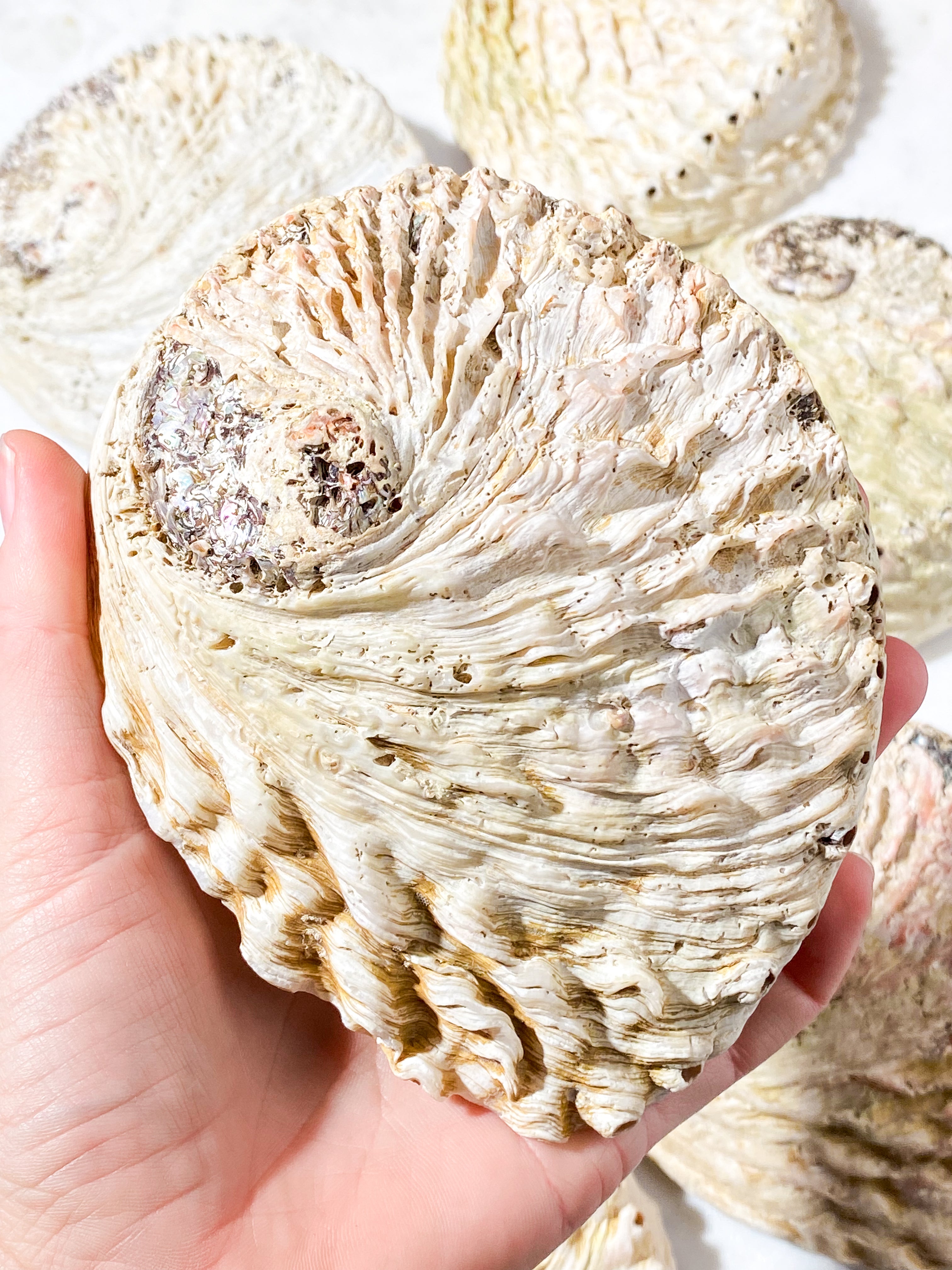 Abelone-snäckskal - Stor