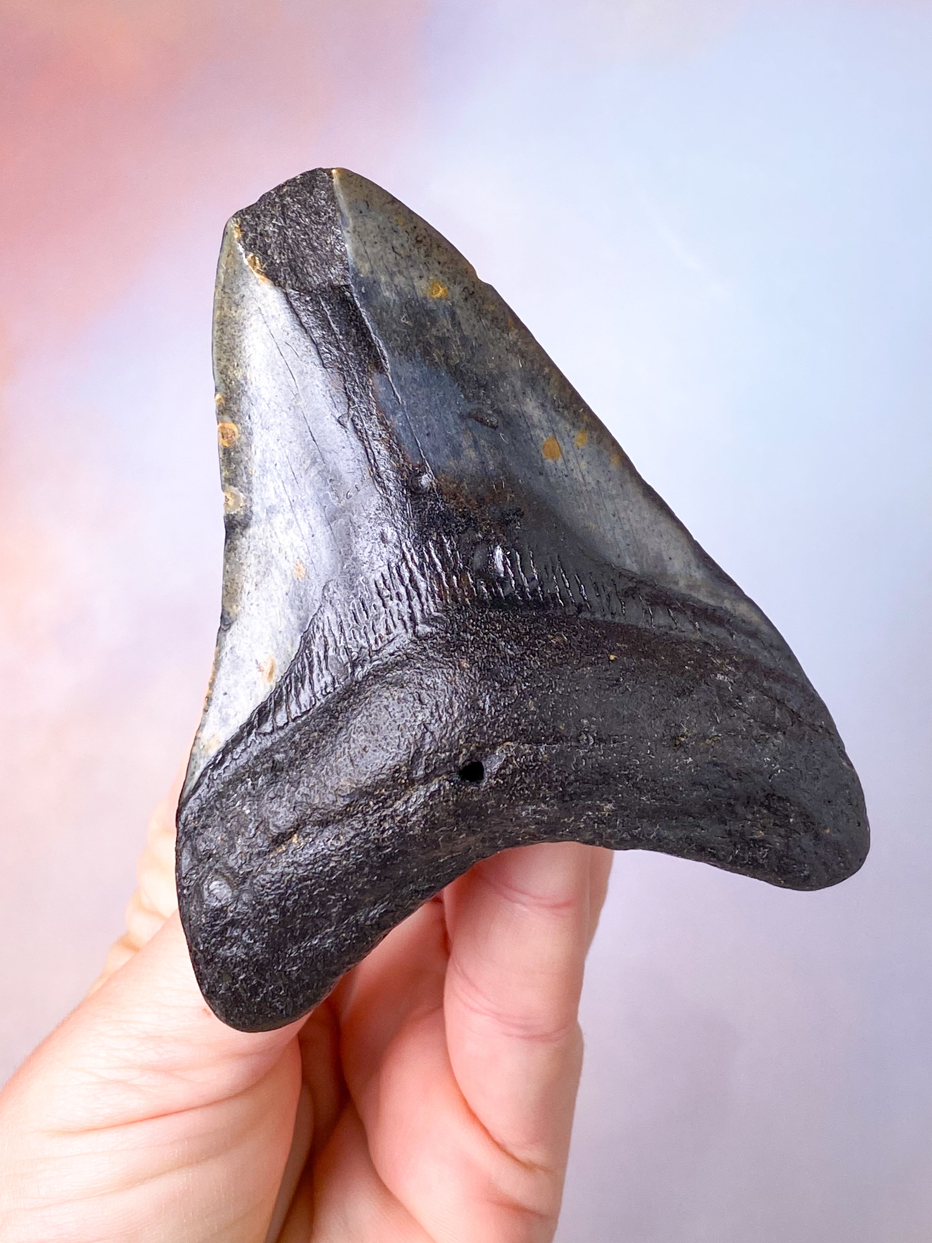 Megalodon Tand Fossil (Nr. 4)