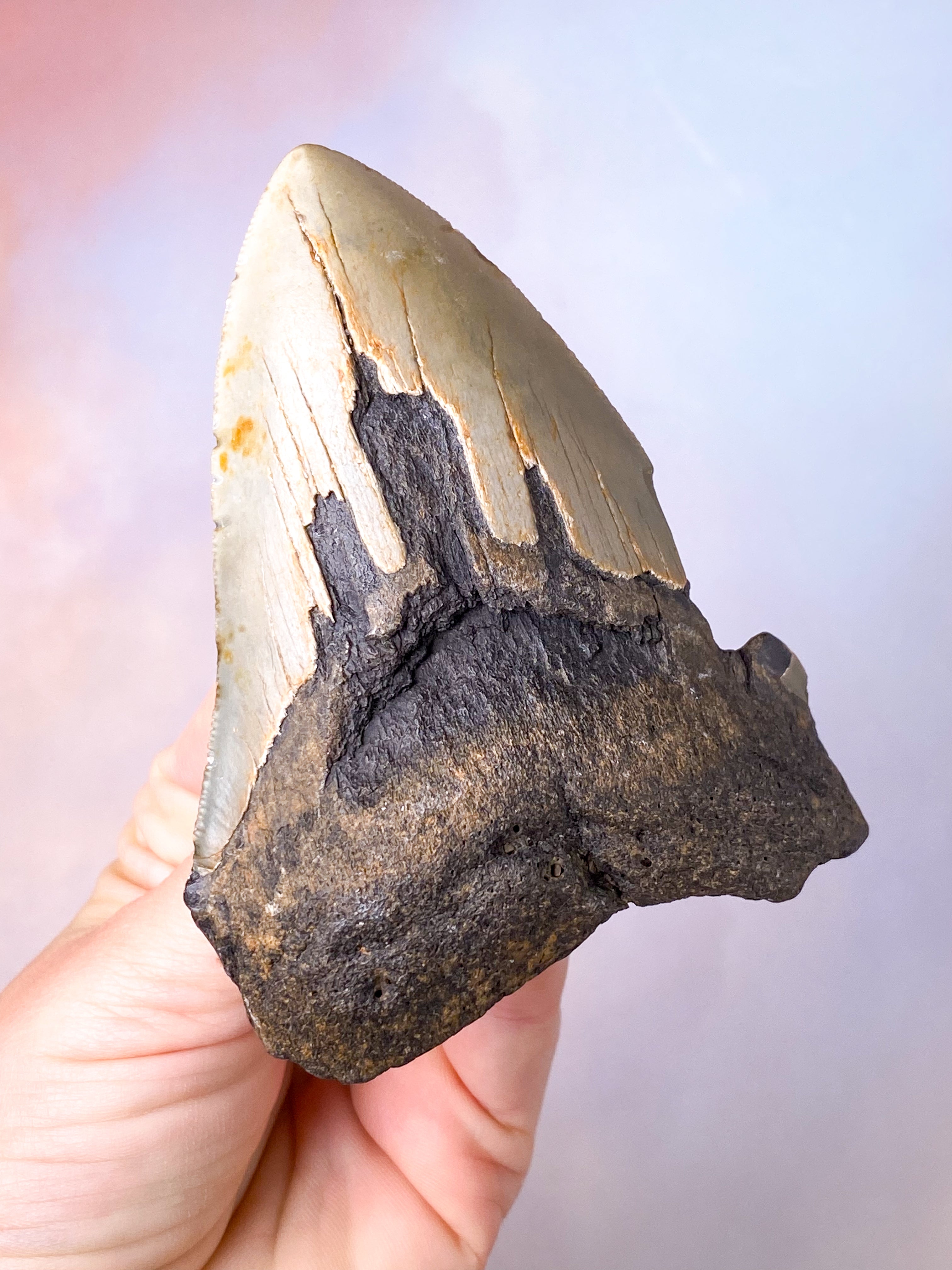 Megalodon Tand Fossil (Nr. 5)