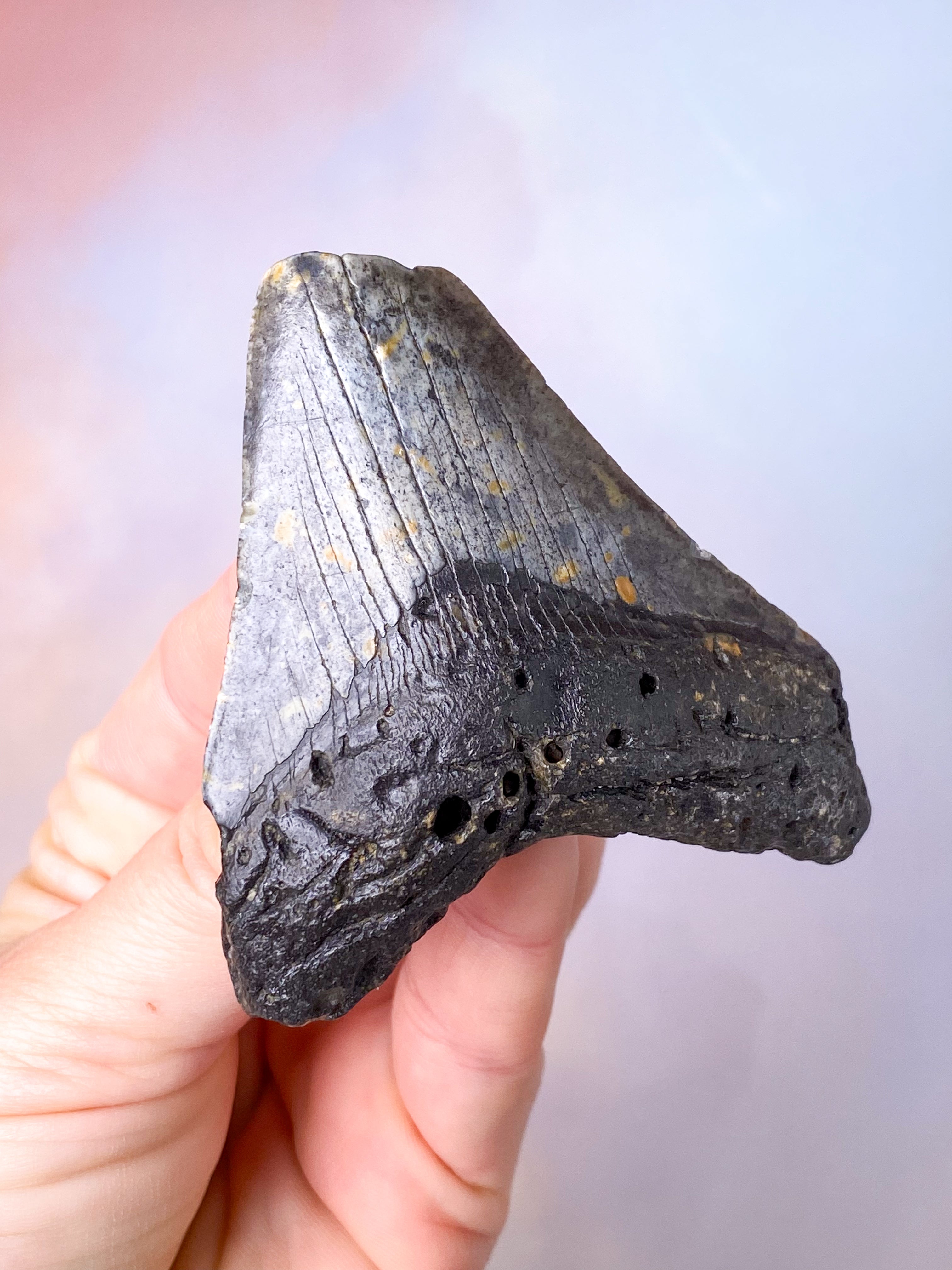 Megalodon Tand Fossil (Nr. 6)