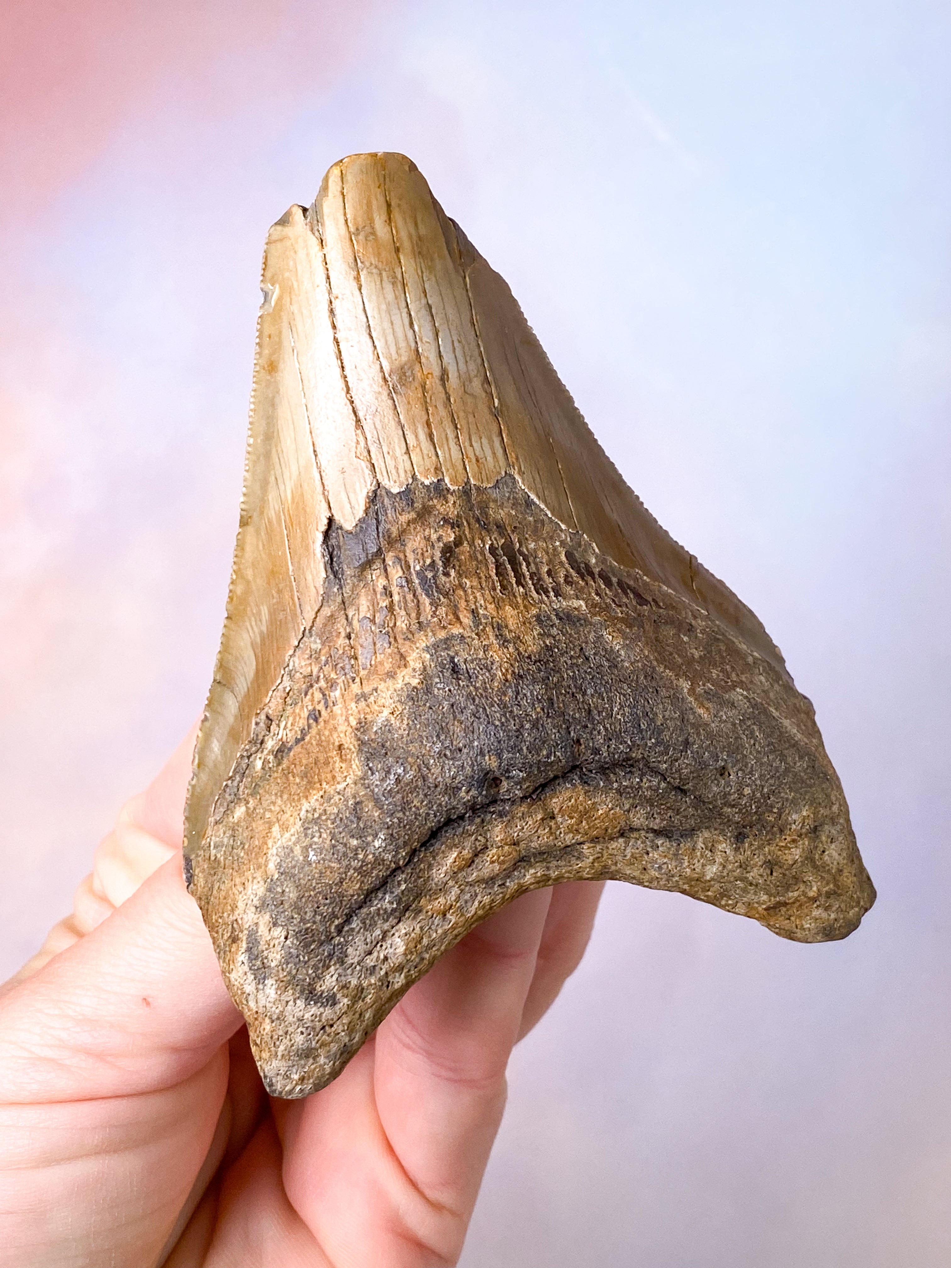 Megalodon Tand Fossil (Nr. 7)