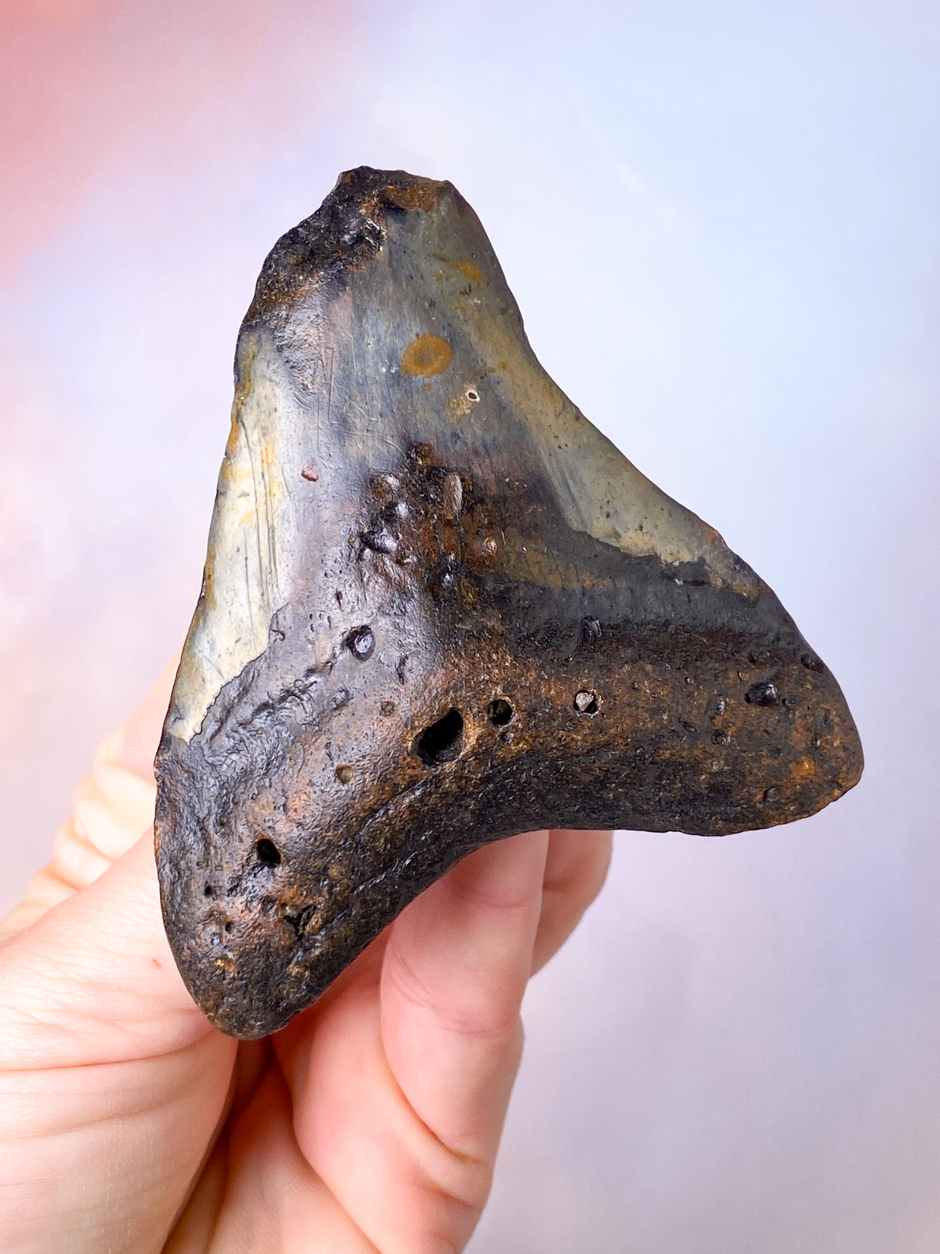 Megalodon Tand Fossil (Nr. 8)