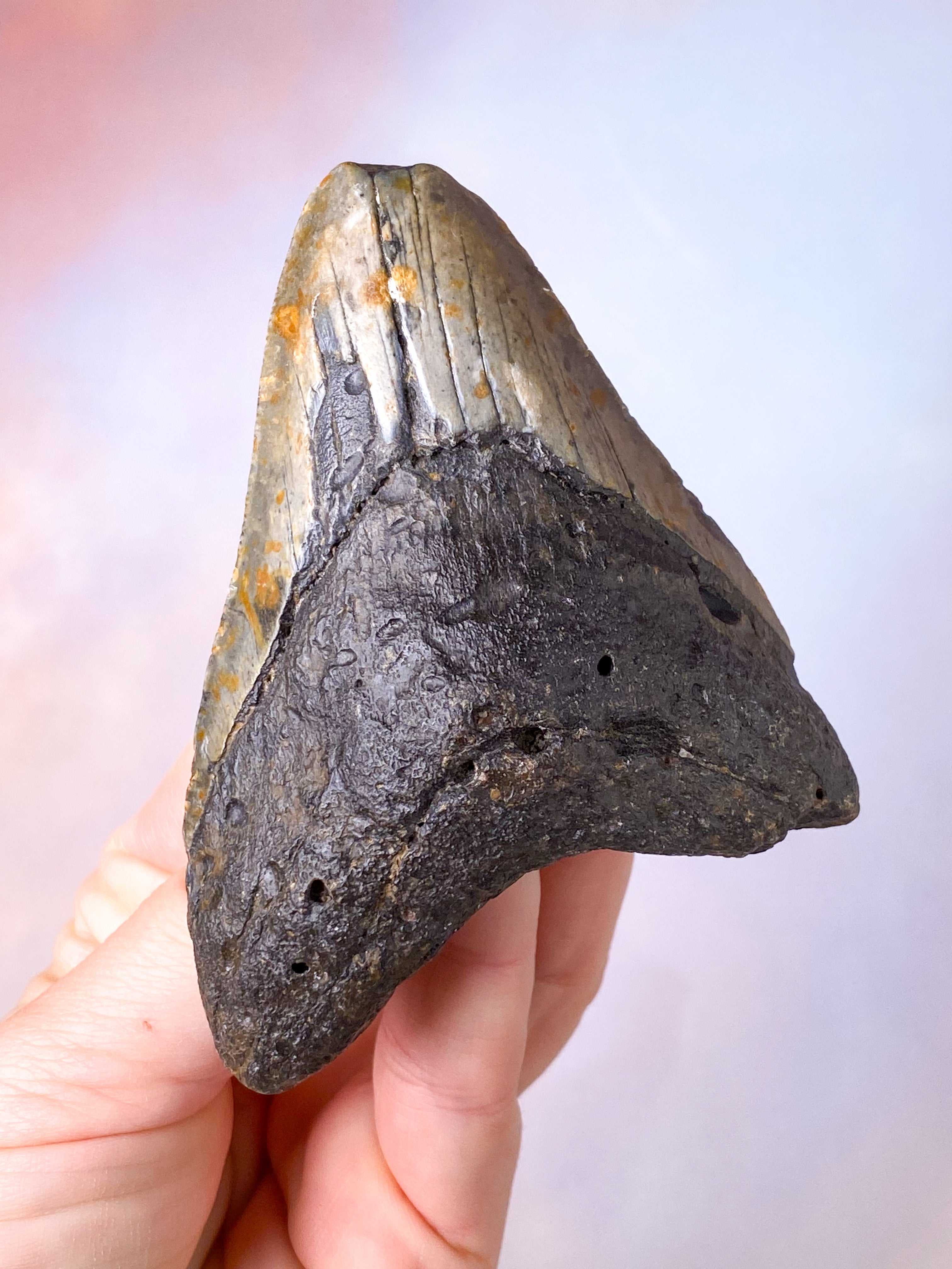 Megalodon Tand Fossil (Nr. 9)