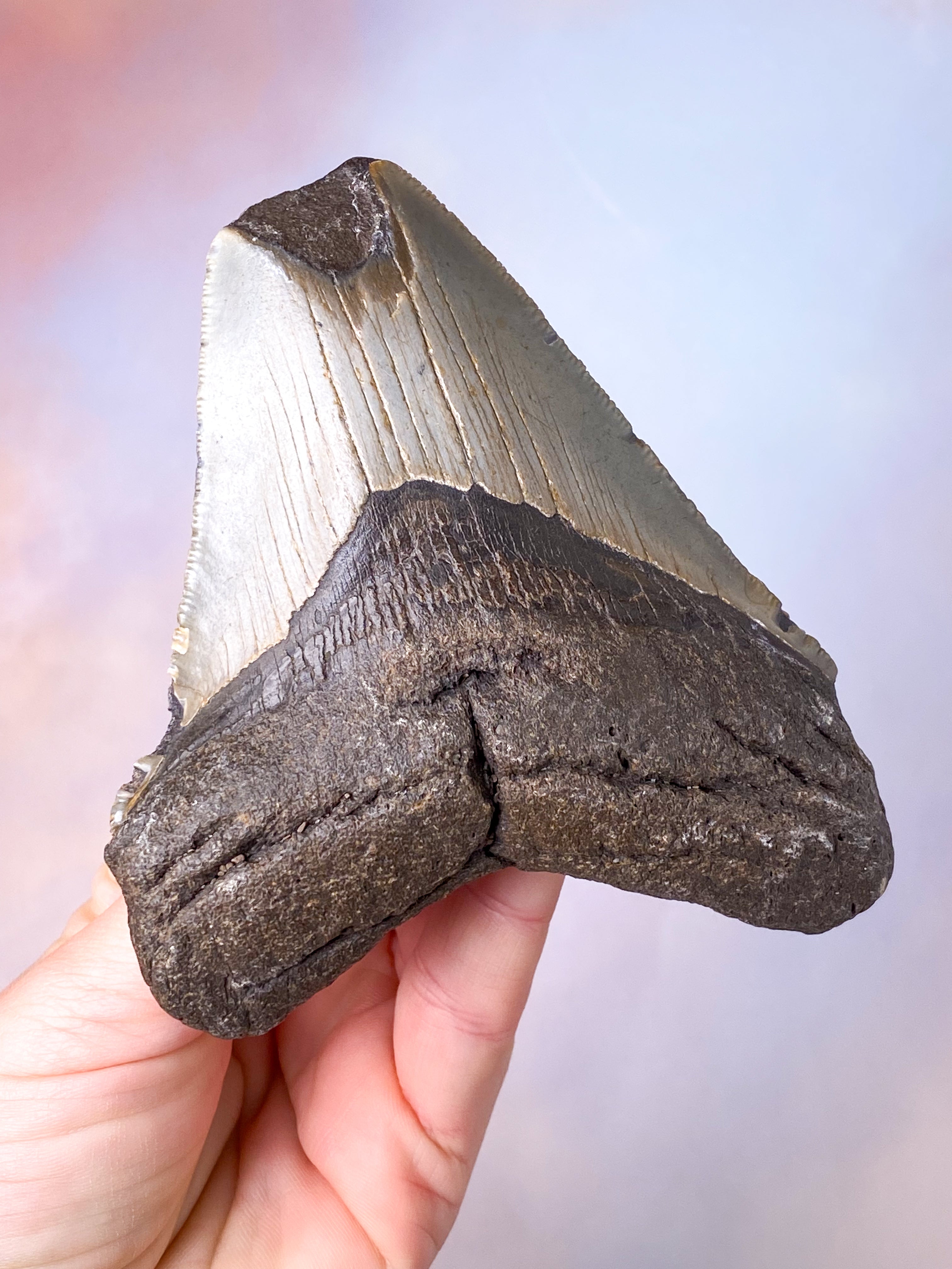 Megalodon Tand Fossil (Nr. 10)