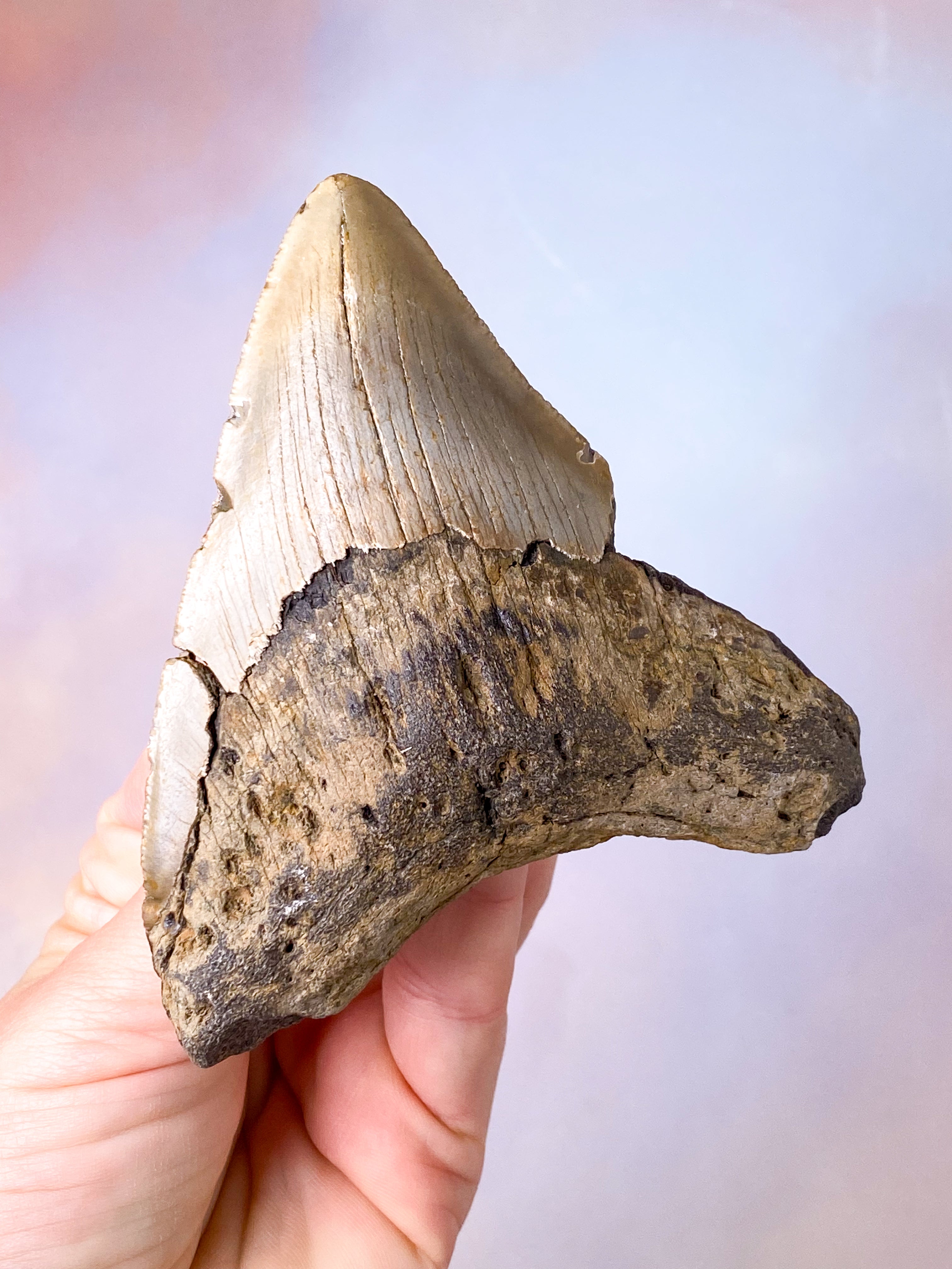 Megalodon Tand Fossil (Nr. 11)