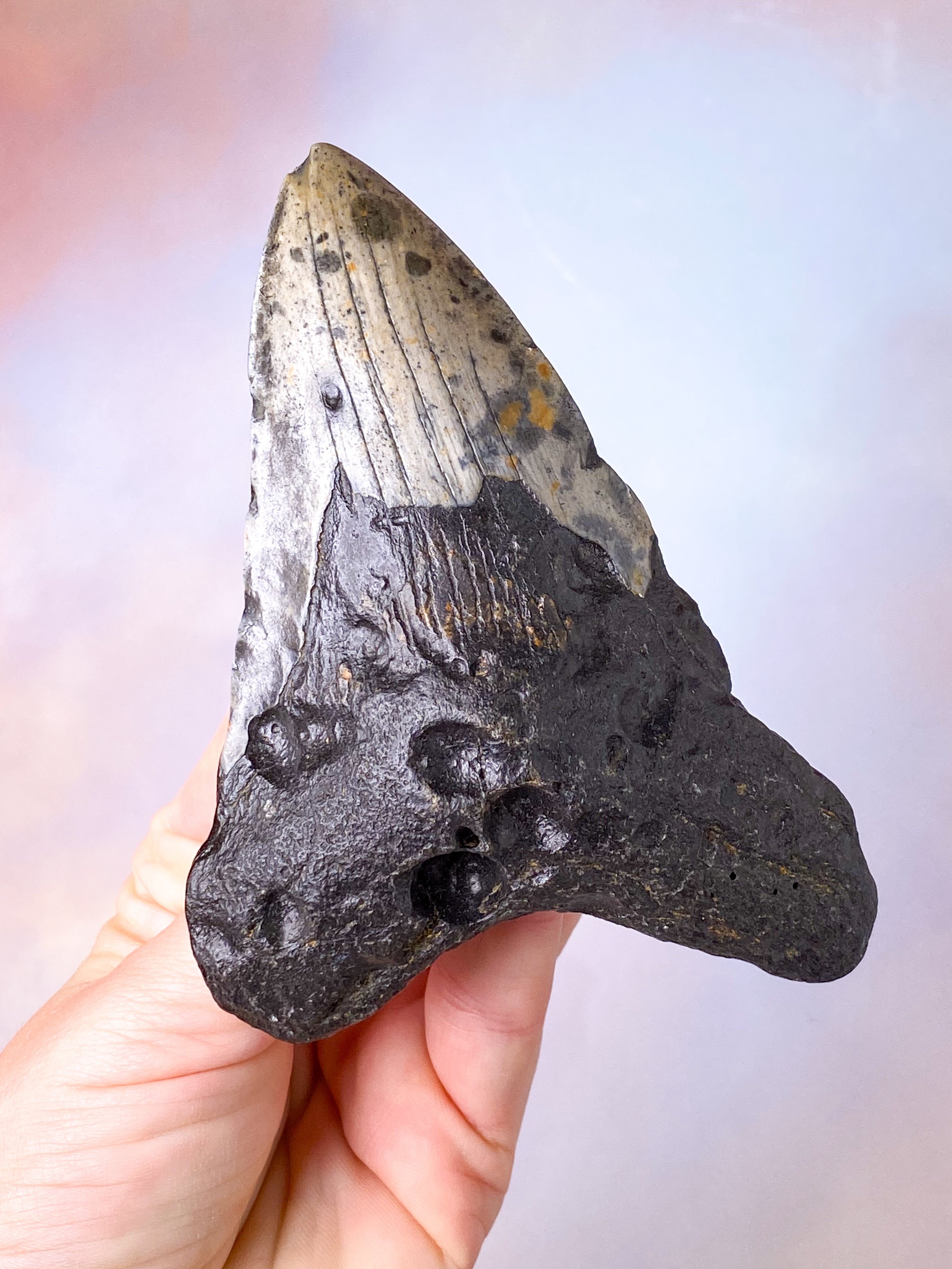 Megalodon Tand Fossil (Nr. 12)