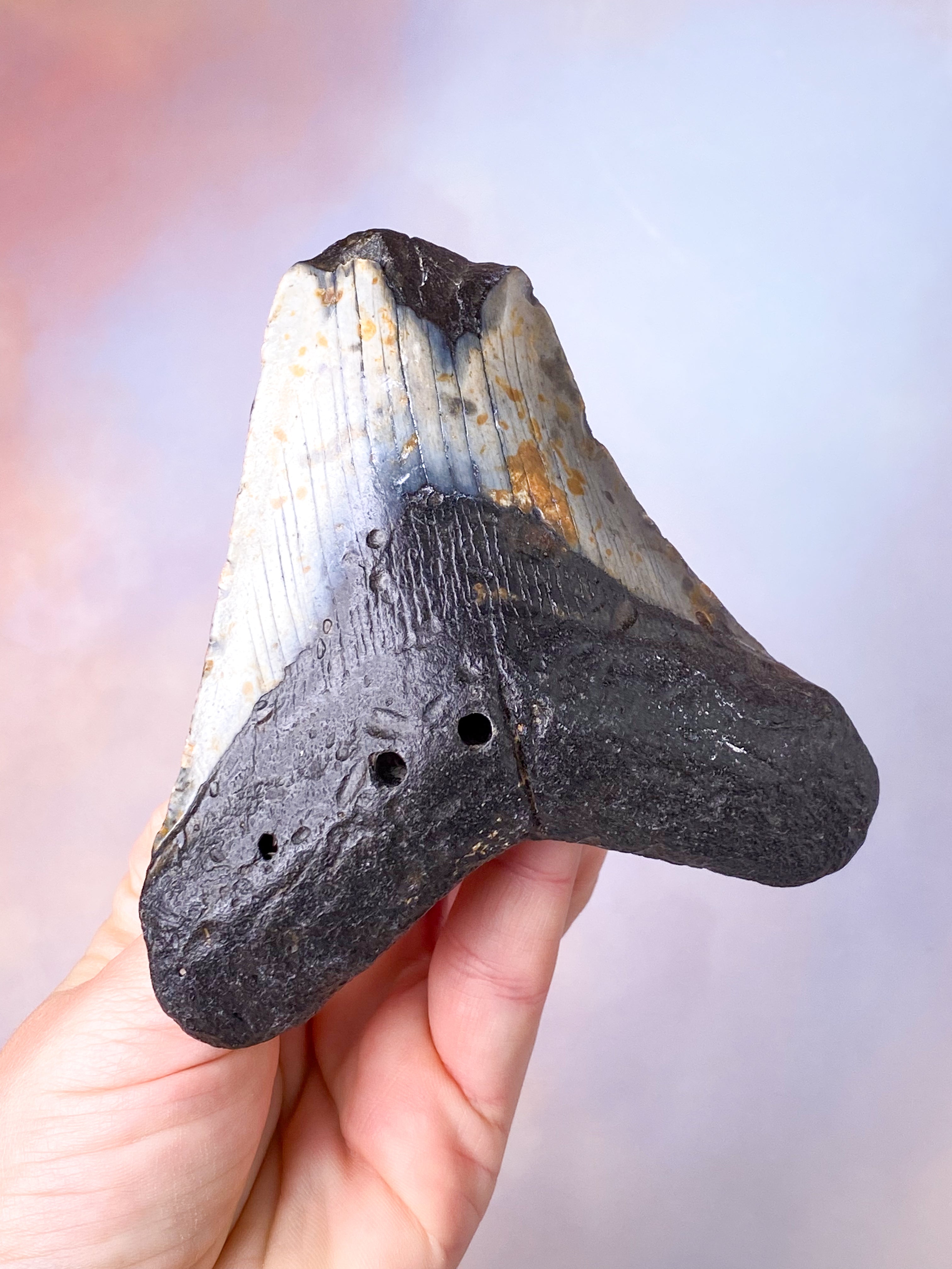 Megalodon Tand Fossil (Nr. 13)