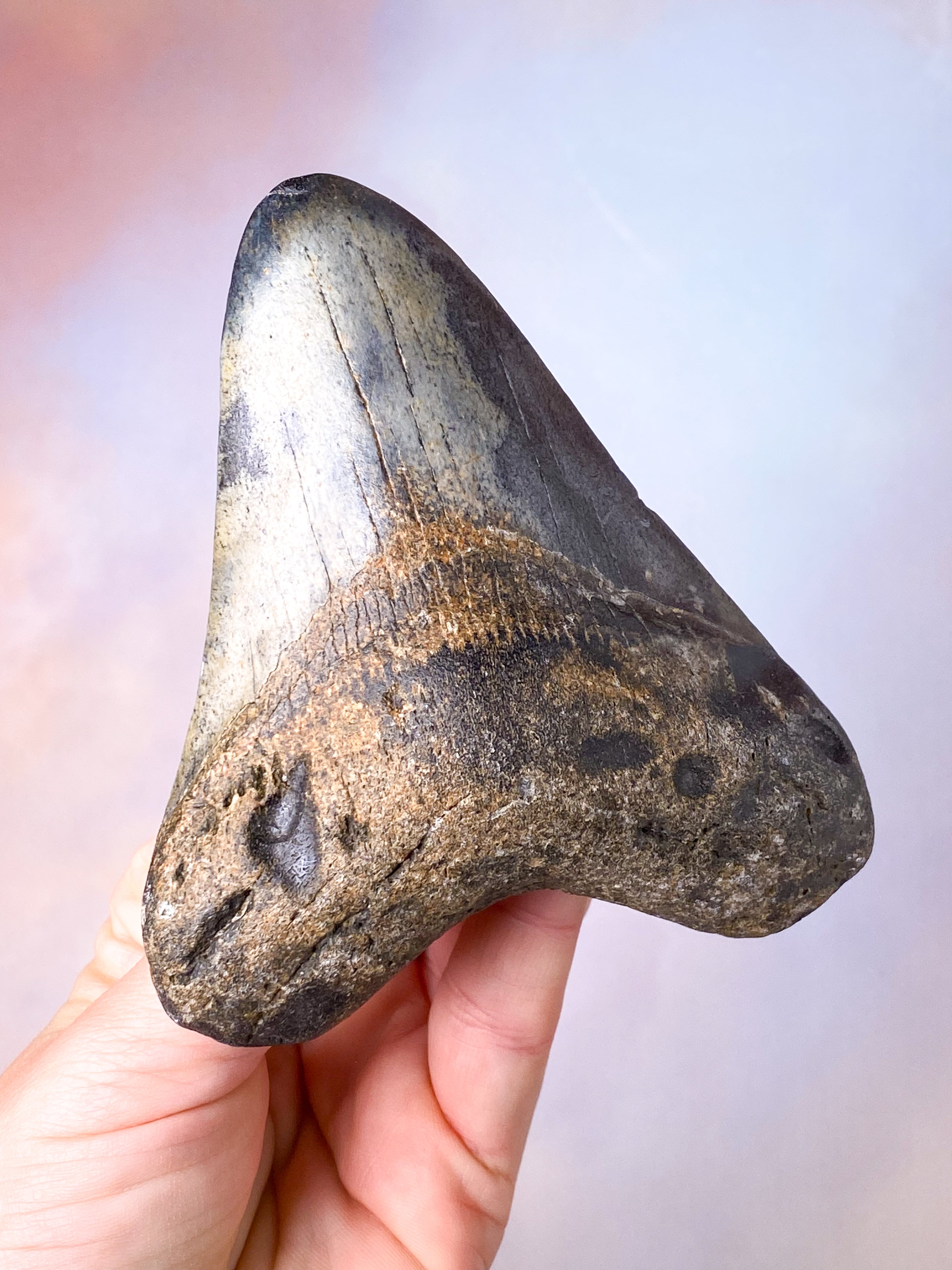 Megalodon Tand Fossil (Nr. 14)