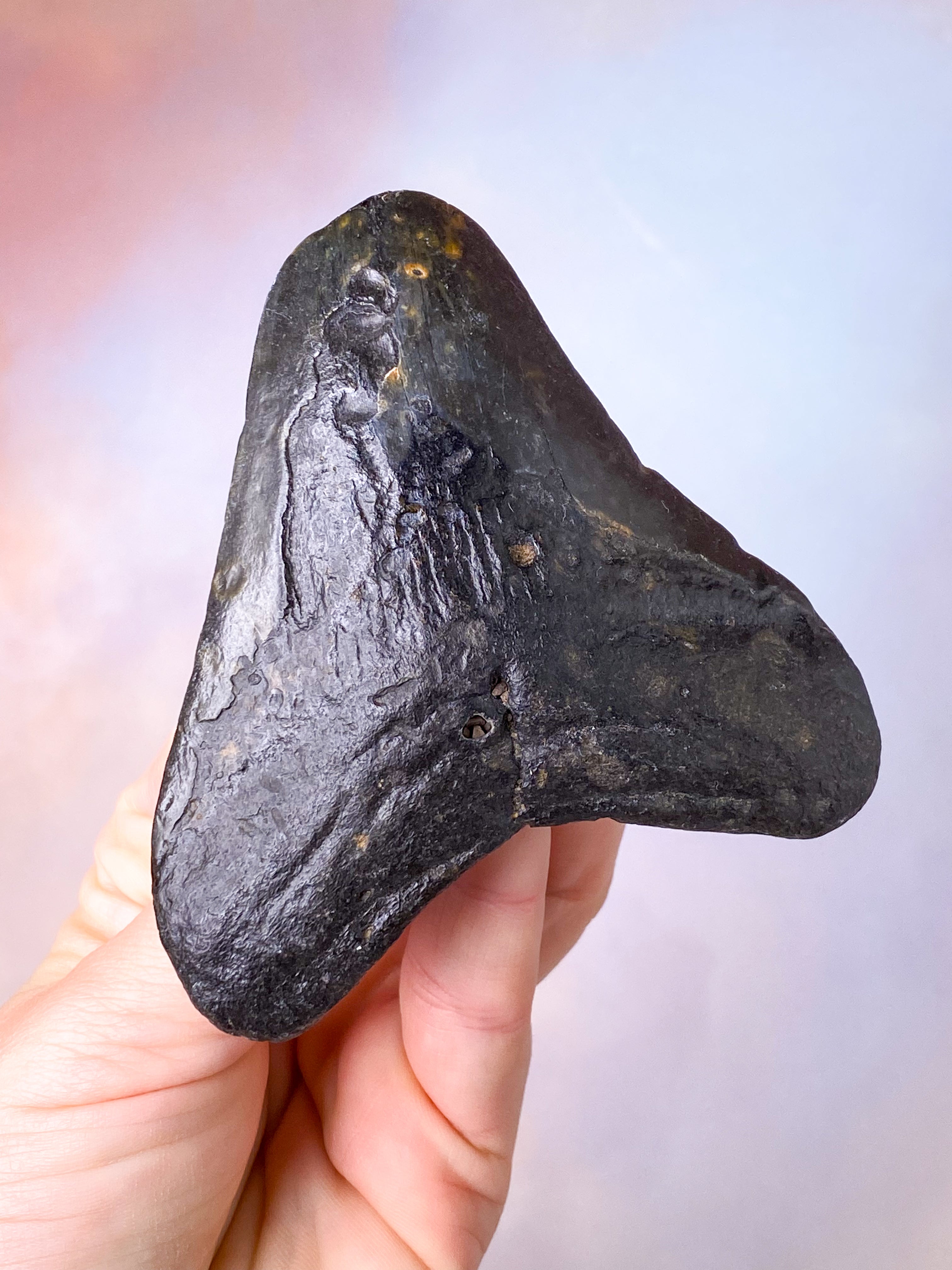 Megalodon Tand Fossil (Nr. 15)