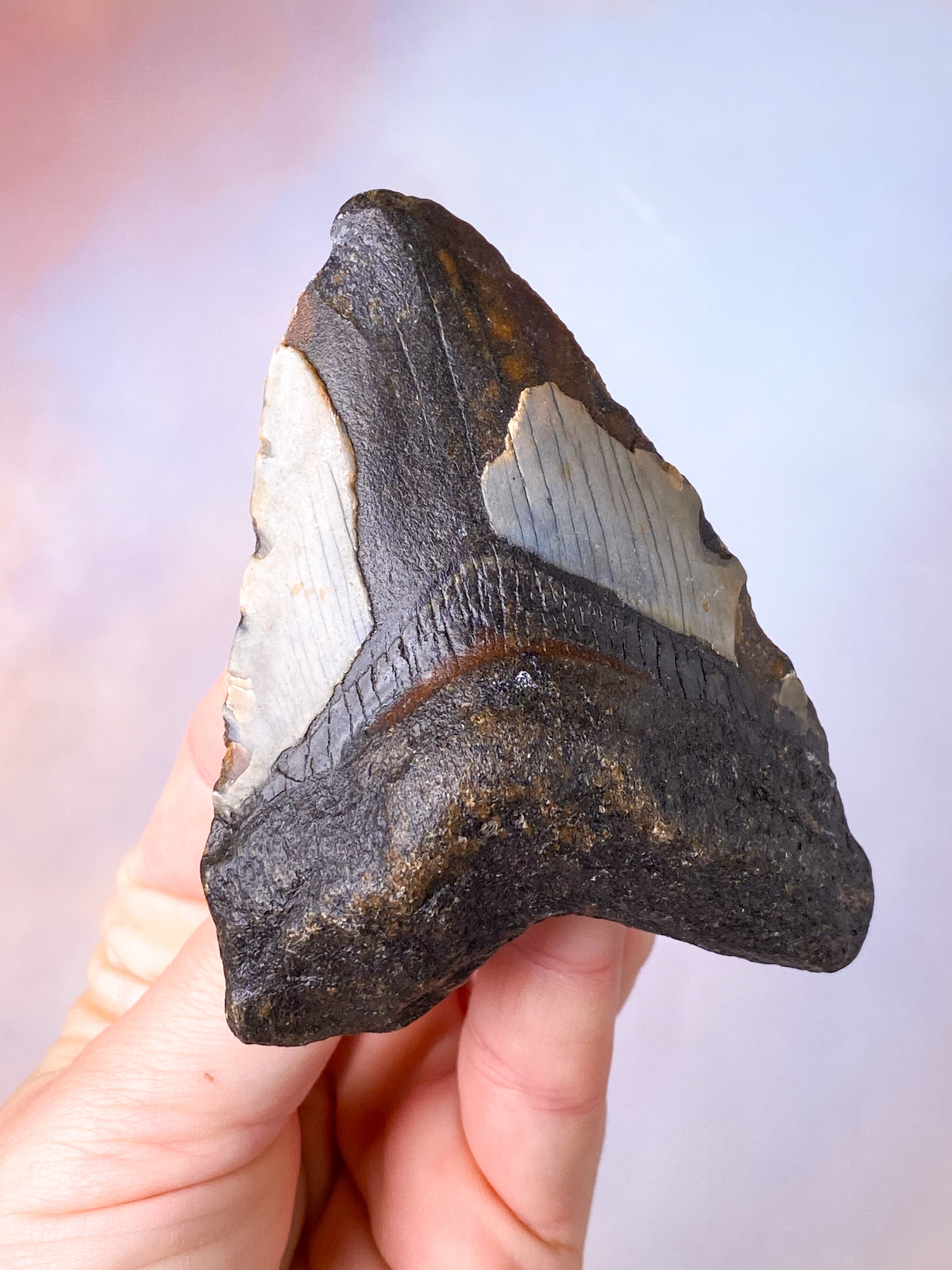 Megalodon Tand Fossil (Nr. 16)