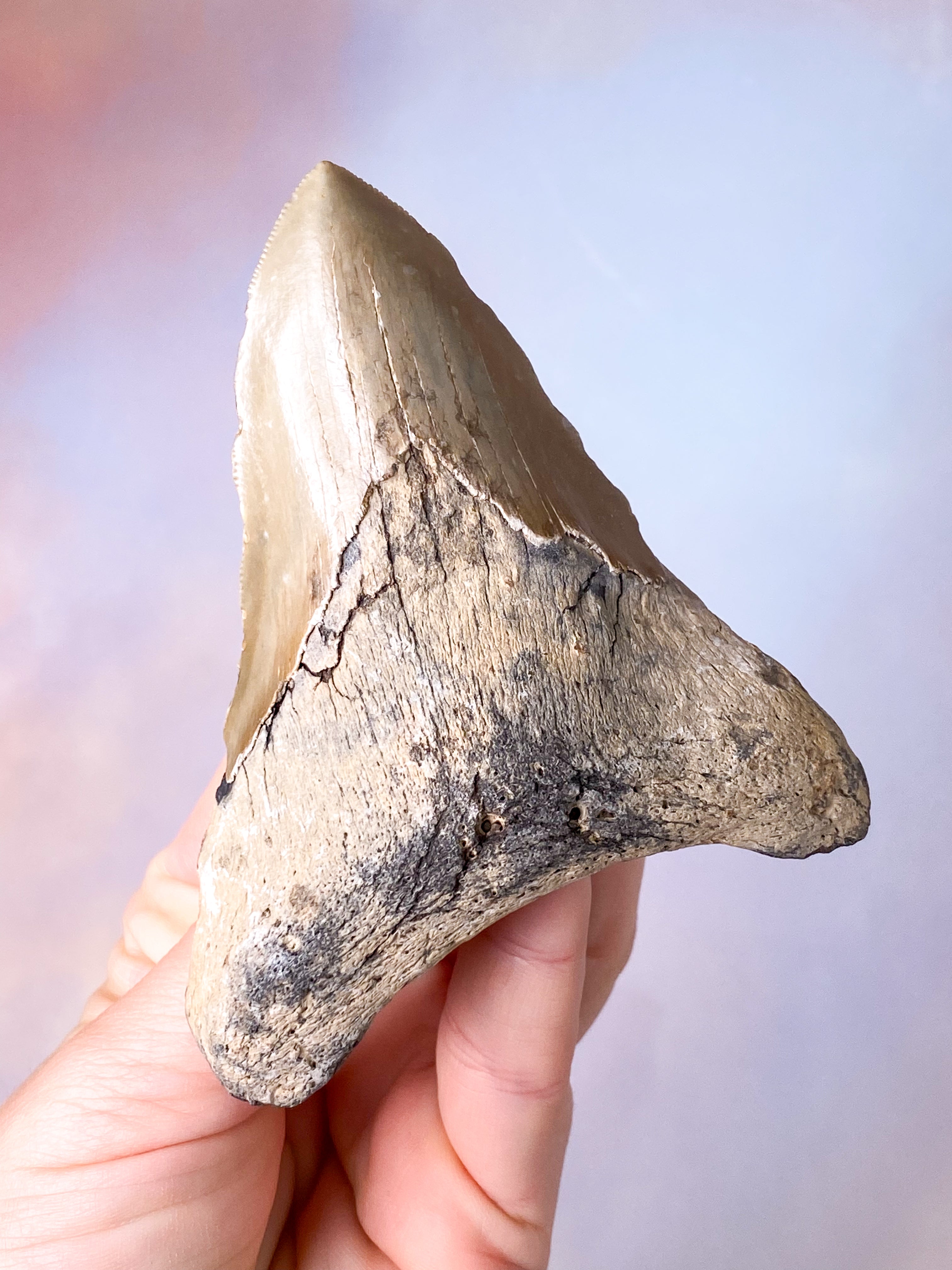 Megalodon Tand Fossil (Nr. 17)