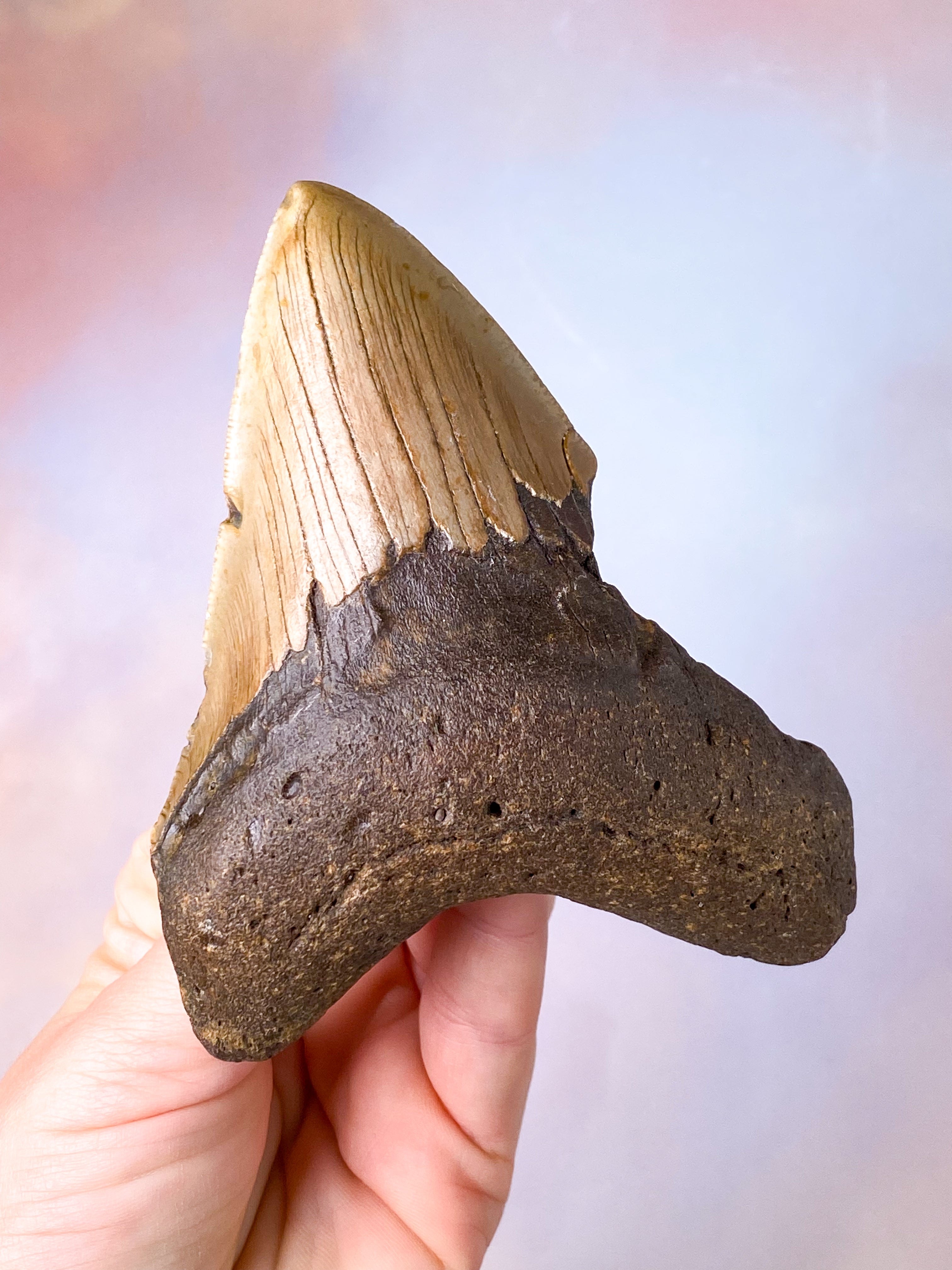 Megalodon Tand Fossil (Nr. 18)