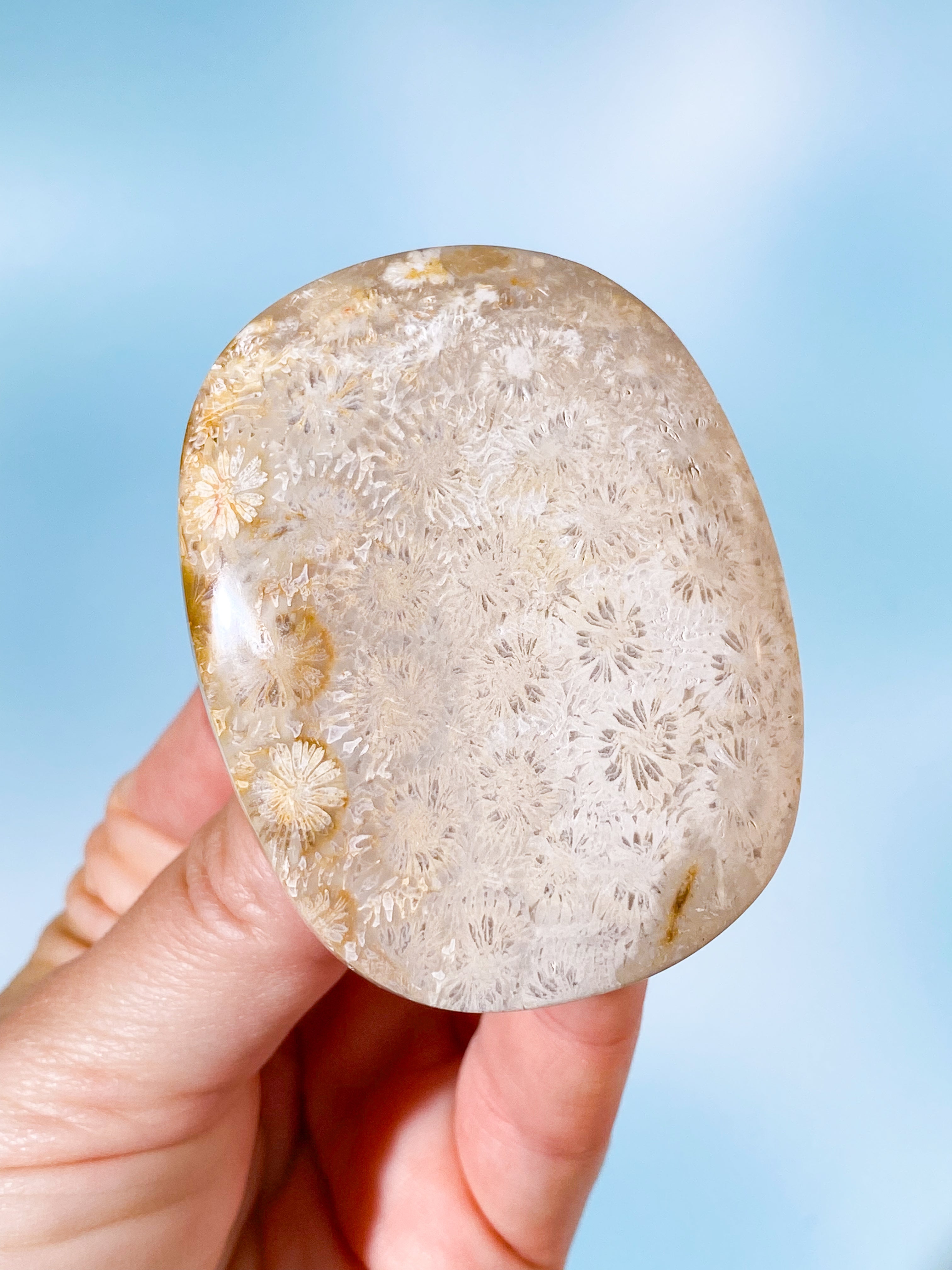 Korallrotfossil palmsten (nr 4)