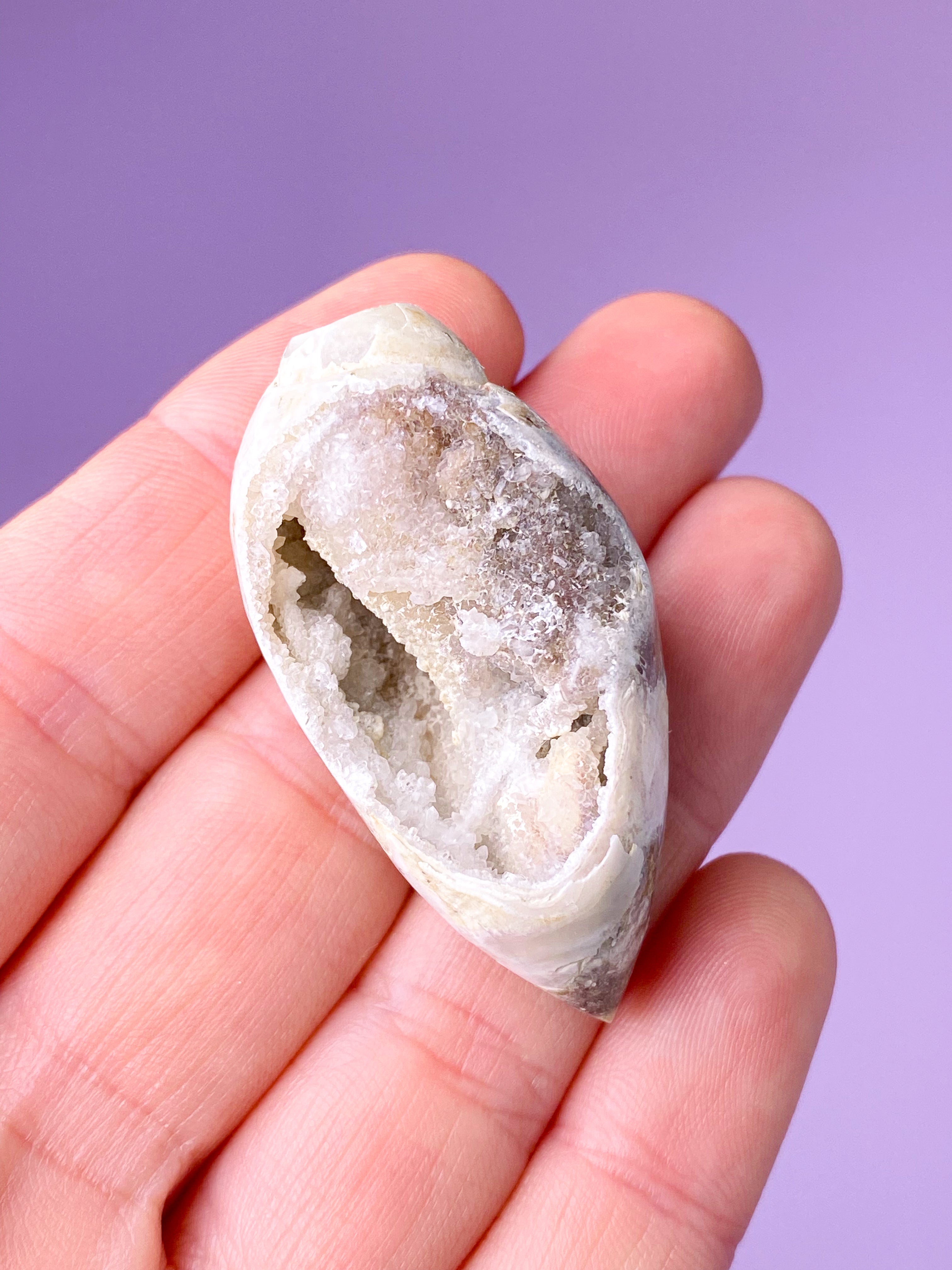 Druzy Konkylie Fossil (Nr. 4)