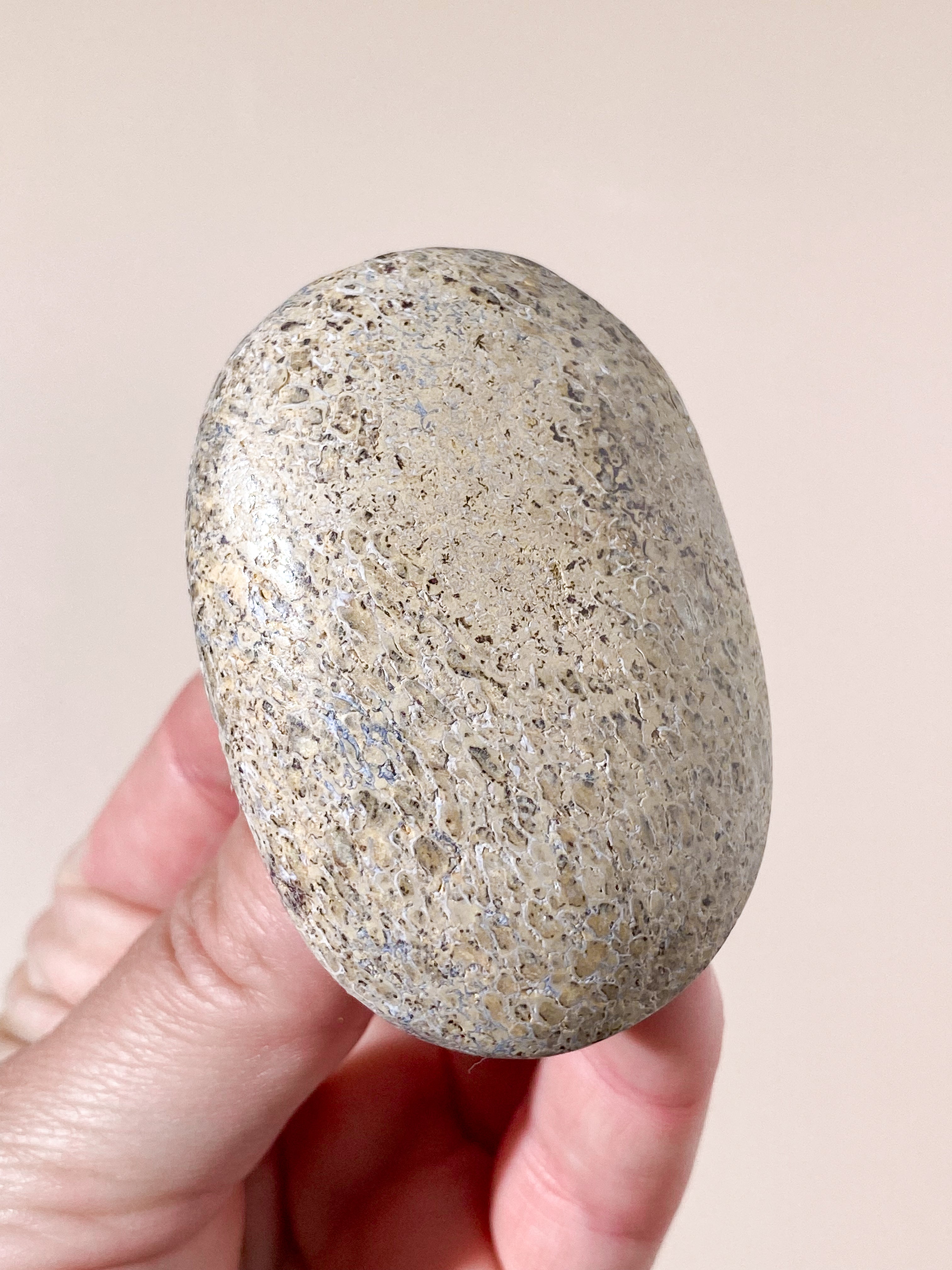 Atlasaurus Dinosauriefossil Ben Palmstone (Nr. 14)