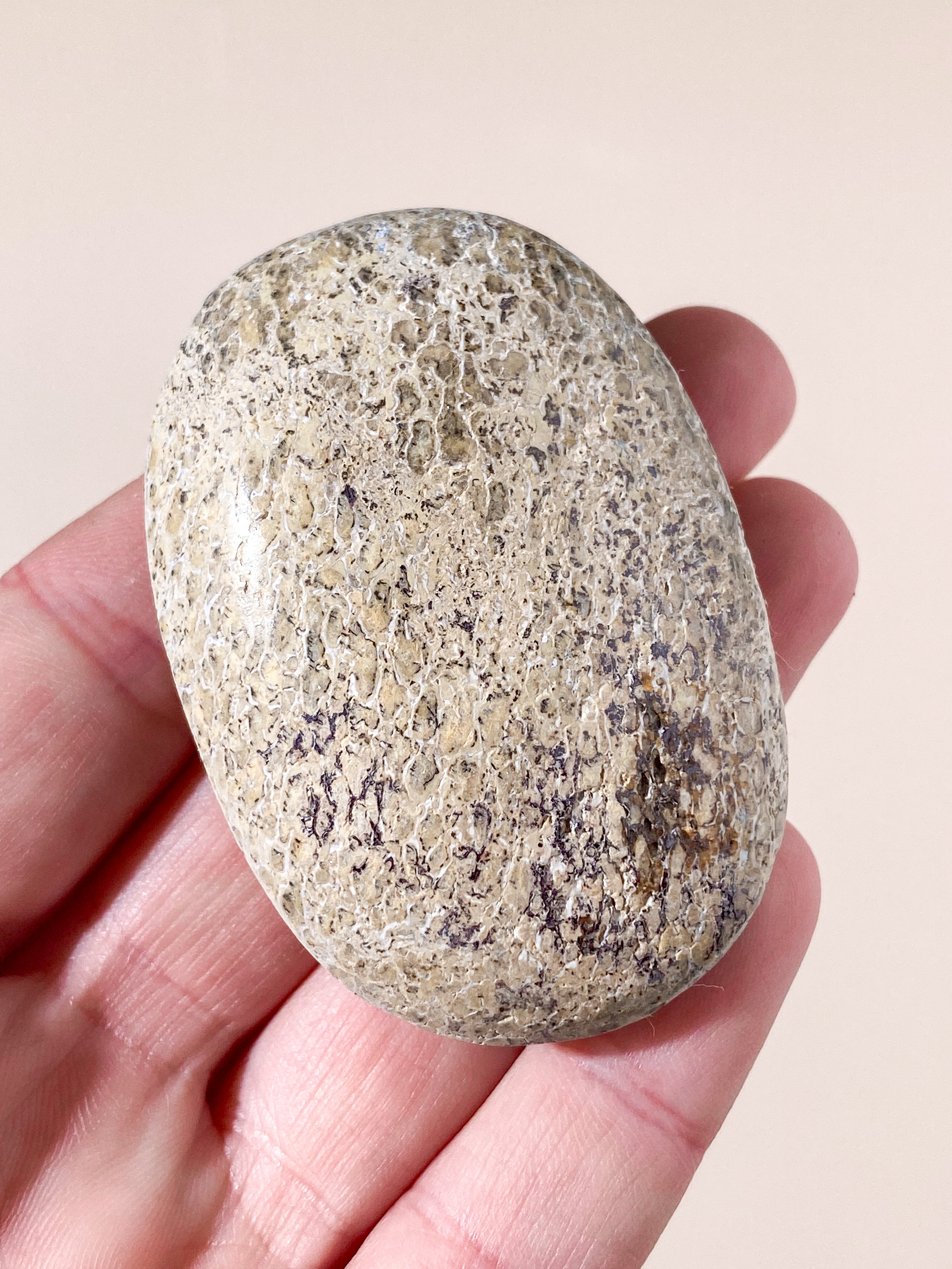 Atlasaurus Dinosauriefossil Ben Palmstone (Nr. 14)