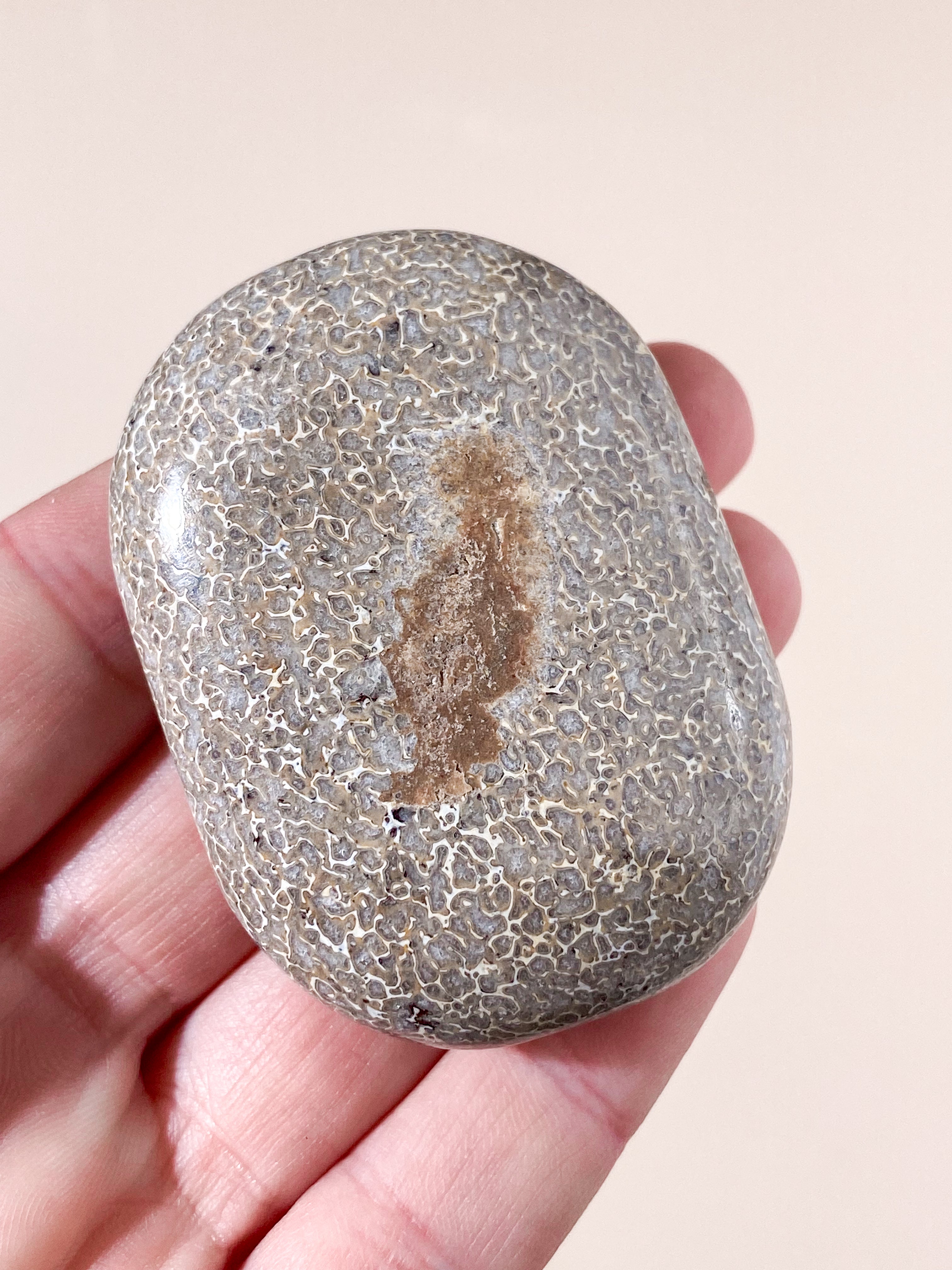 Atlasaurus dinosaurfossil ben palmsten (nr 16)