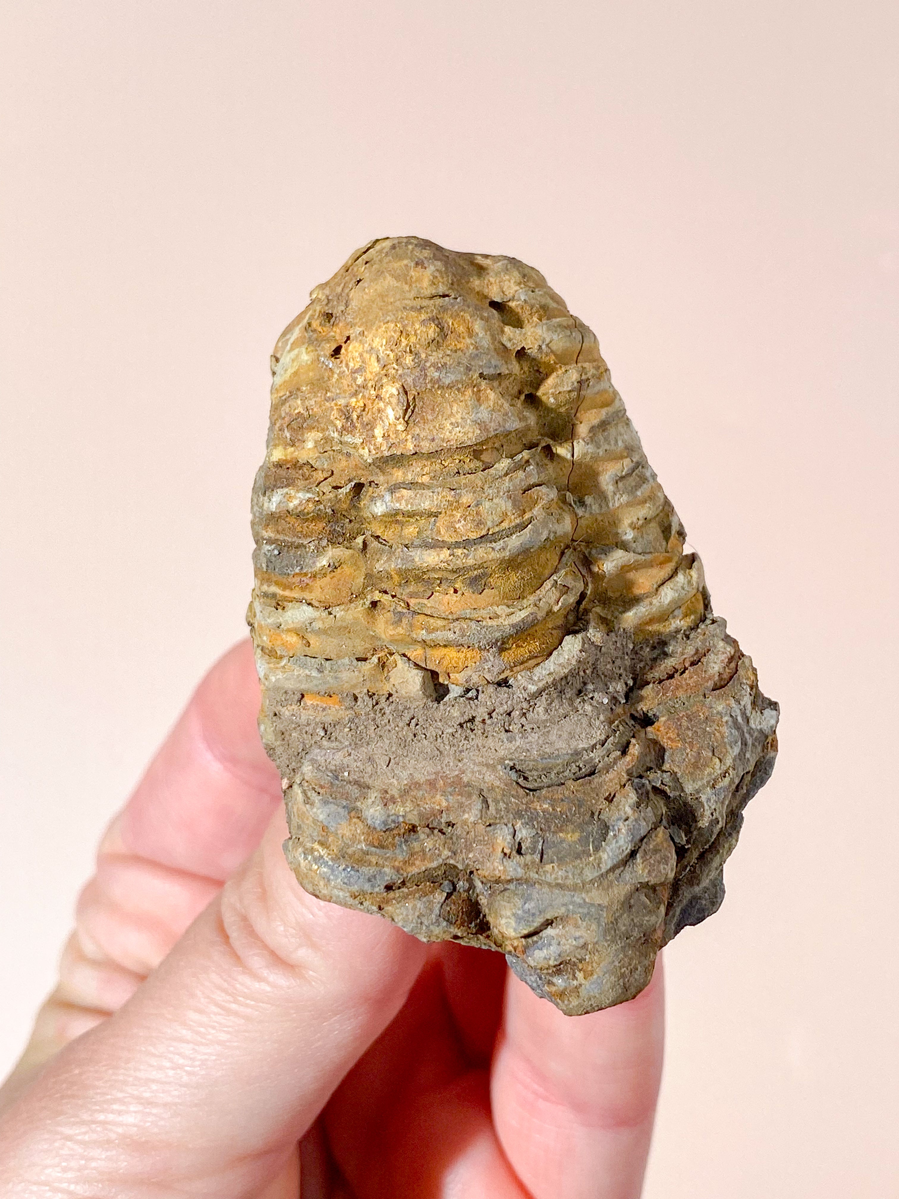 Trilobit Fossil (Nr. 3)