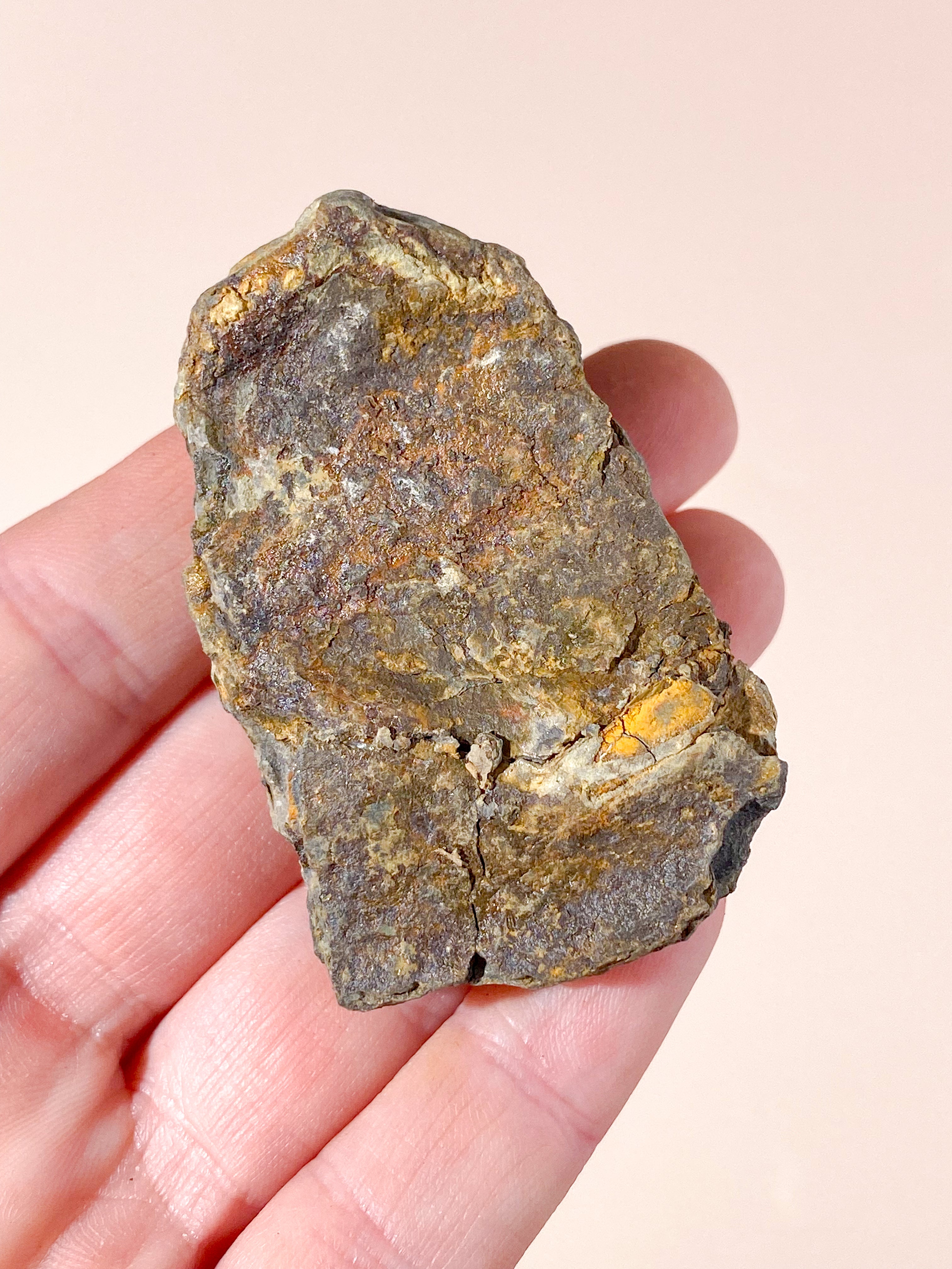 Trilobit Fossil (Nr. 4)