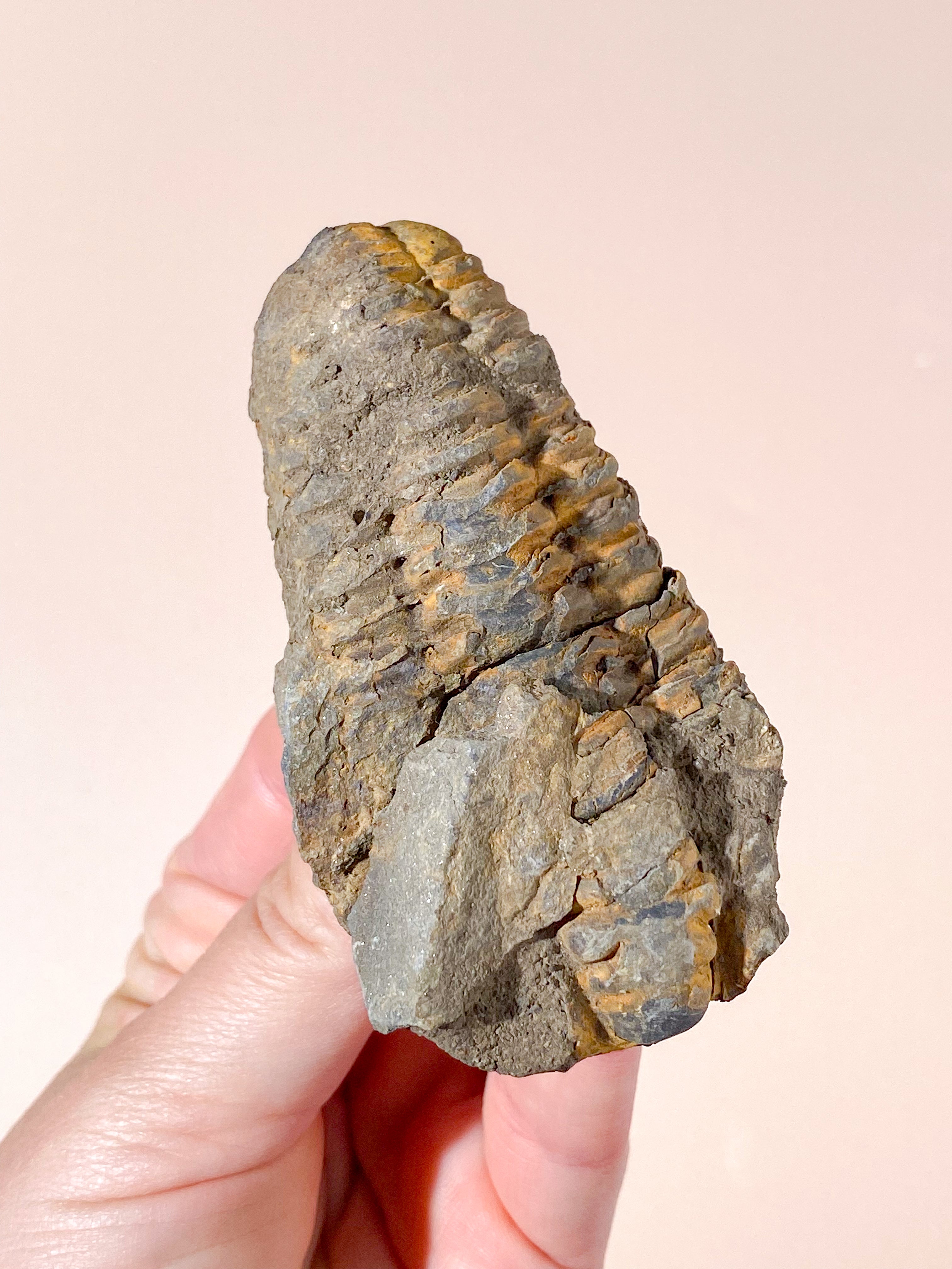 Trilobit Fossil (Nr. 5)